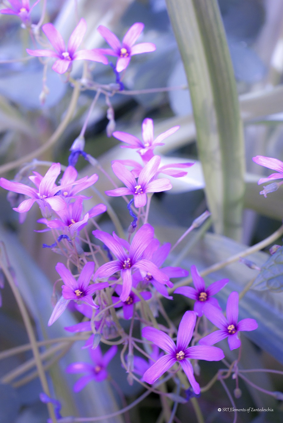 Nikon D80 sample photo. Small flowers photography