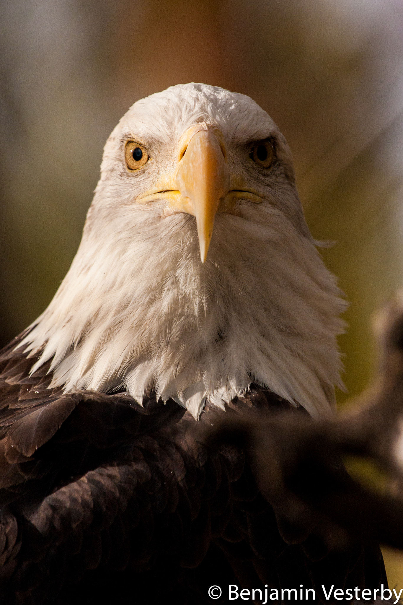 Canon EF 100-400mm F4.5-5.6L IS USM sample photo. Alpha photography