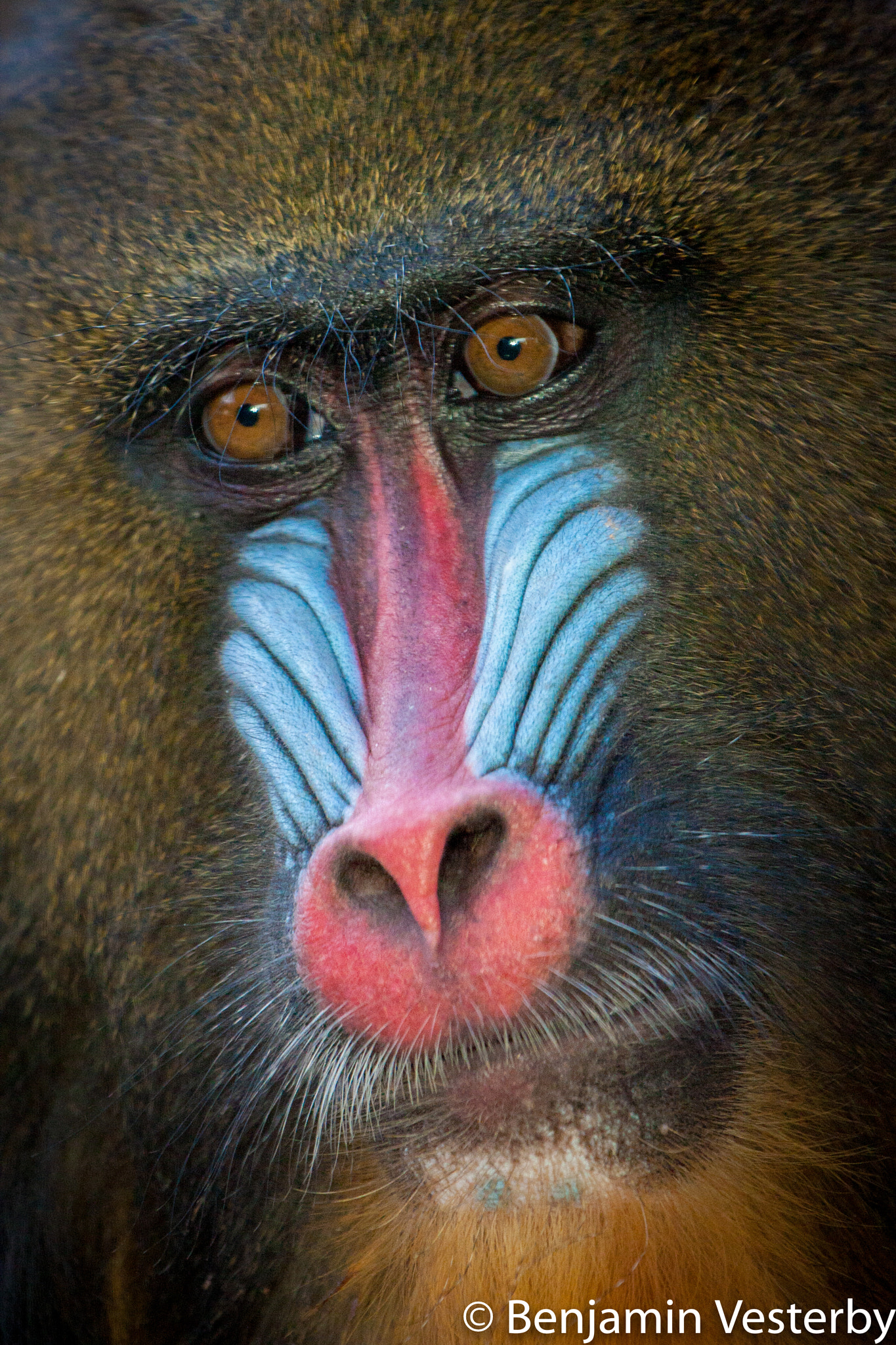 Canon EF 100-400mm F4.5-5.6L IS USM sample photo. Baboon face photography