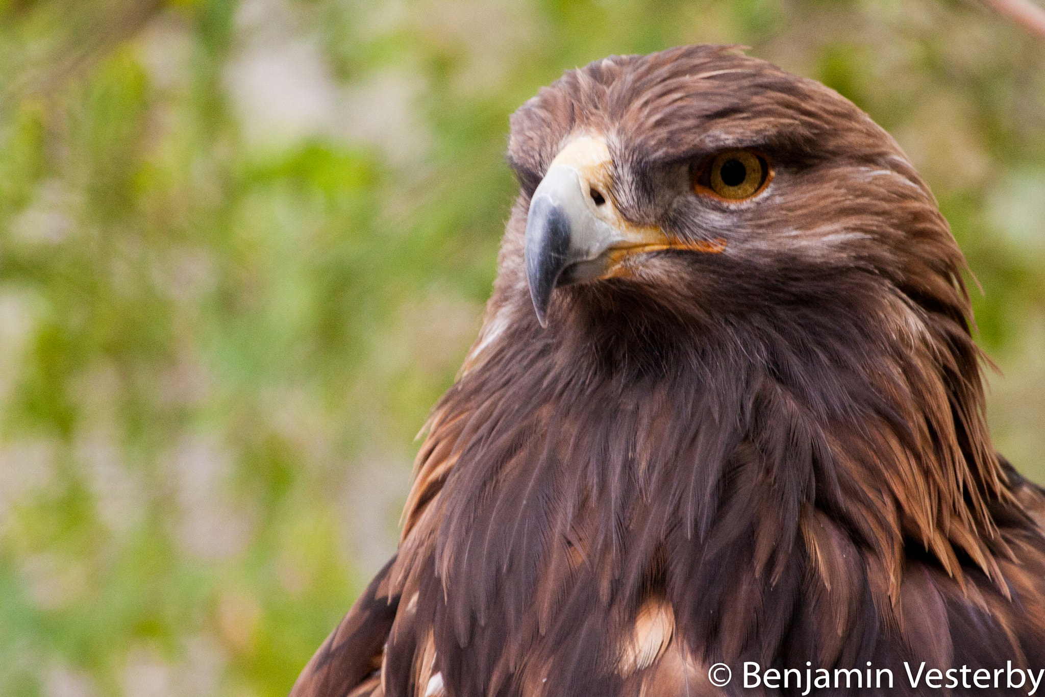 Canon EF 100-400mm F4.5-5.6L IS USM sample photo. Eagle photography