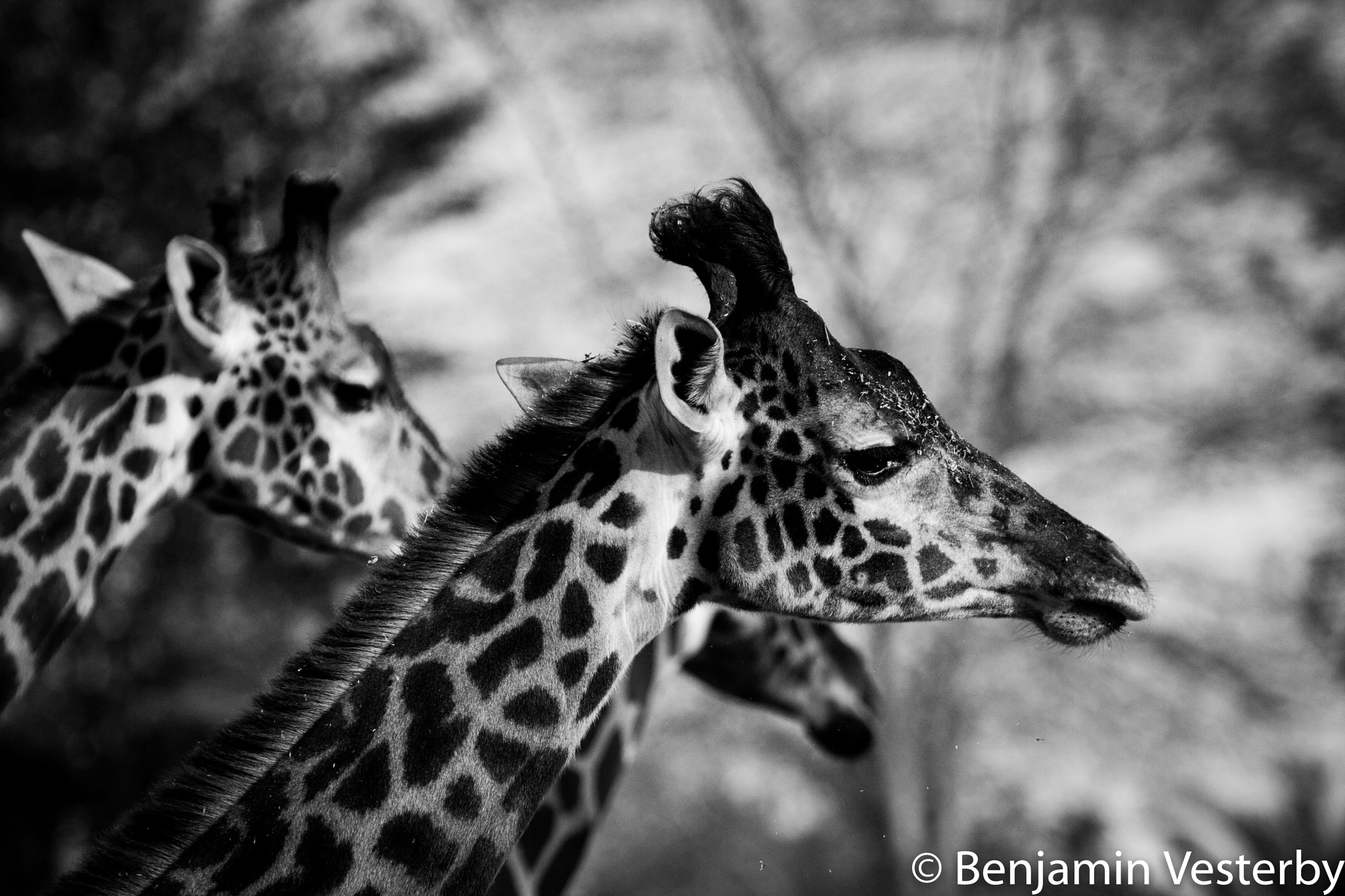 Canon EF 100-400mm F4.5-5.6L IS USM sample photo. Giraffe photography