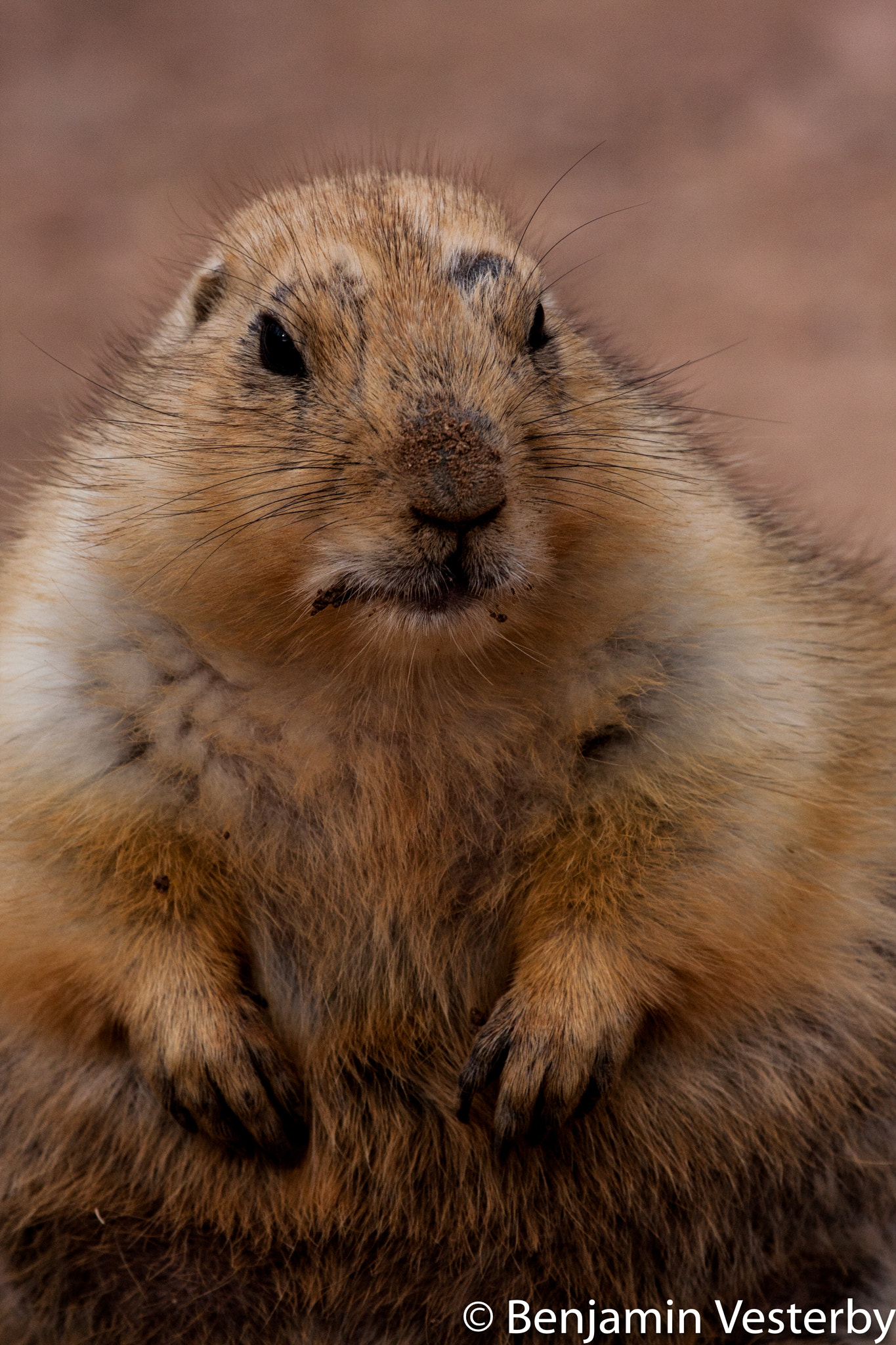 Canon EF 100-400mm F4.5-5.6L IS USM sample photo. Goefry photography