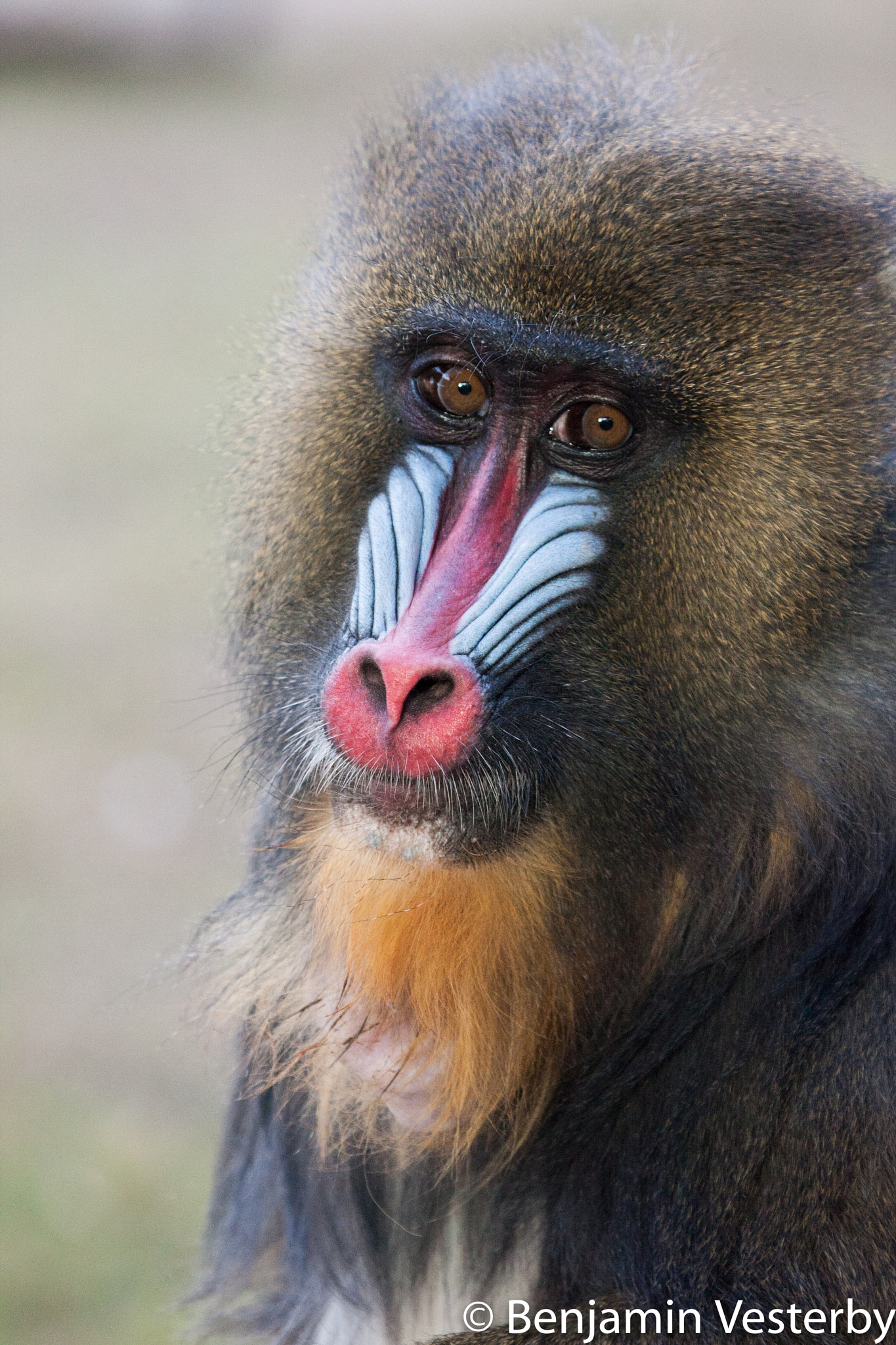 Canon EOS 40D + Canon EF 100-400mm F4.5-5.6L IS USM sample photo. Baboon photography