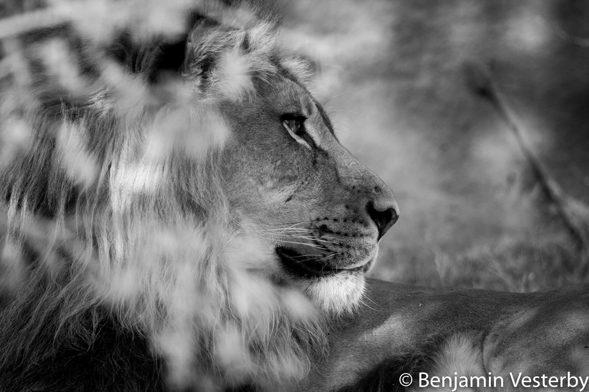 Canon EOS 40D + Canon EF 100-400mm F4.5-5.6L IS USM sample photo. Lion photography