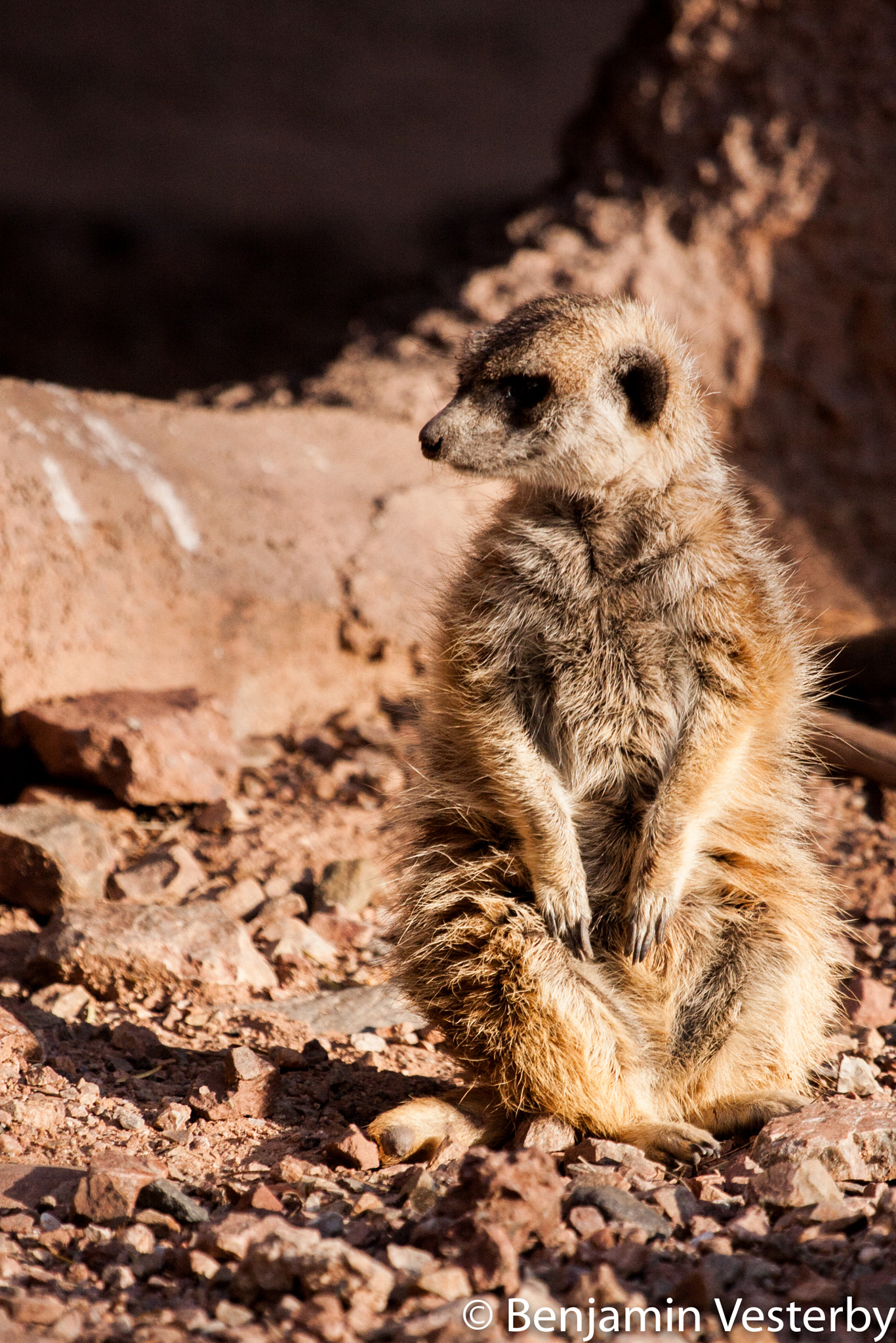 Canon EOS 40D + Canon EF 100-400mm F4.5-5.6L IS USM sample photo. Meerkat photography
