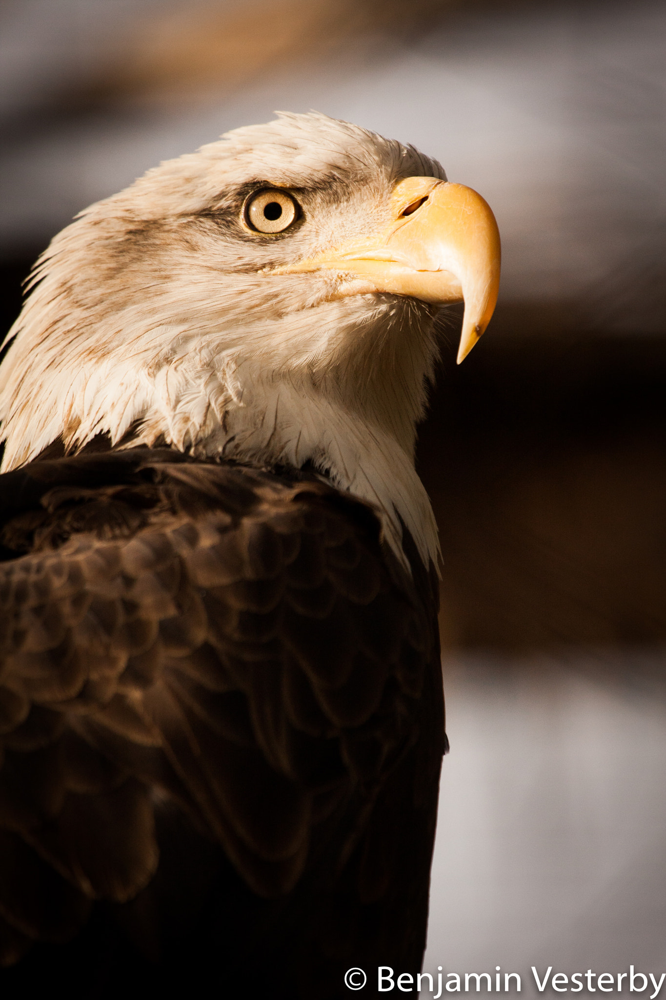 Canon EF 100-400mm F4.5-5.6L IS USM sample photo. Noble photography
