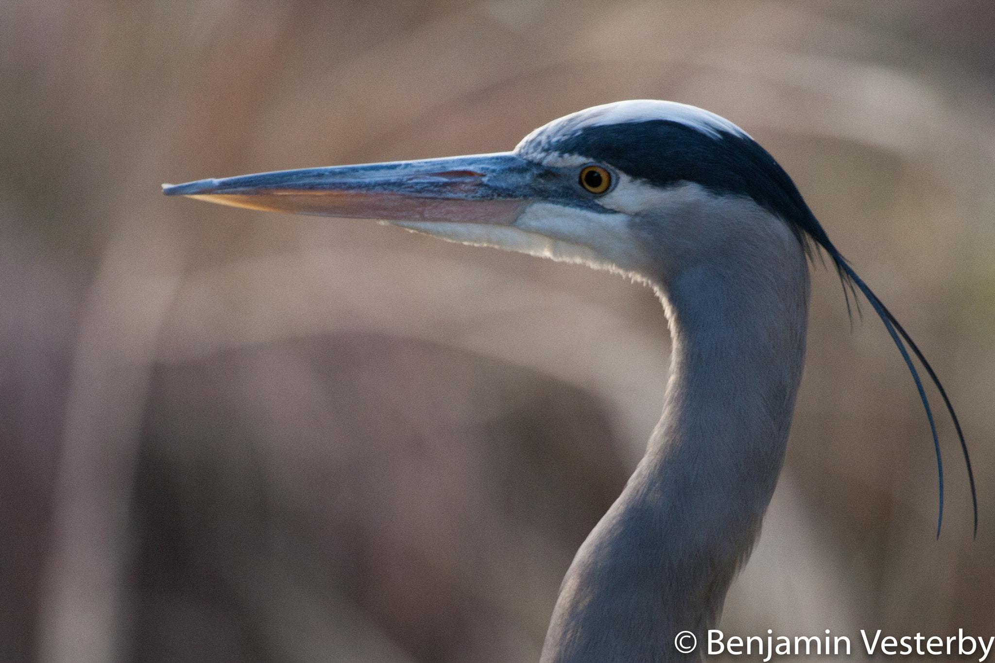 Canon EF 100-400mm F4.5-5.6L IS USM sample photo. Plume photography