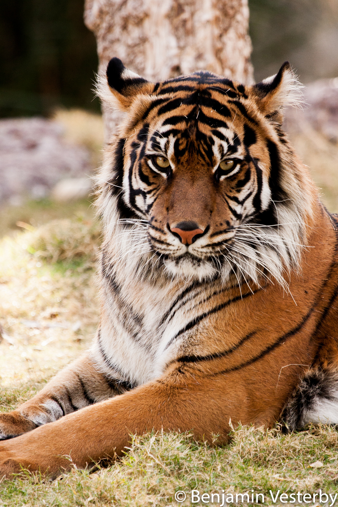 Canon EOS 40D + Canon EF 100-400mm F4.5-5.6L IS USM sample photo. Tiger photography