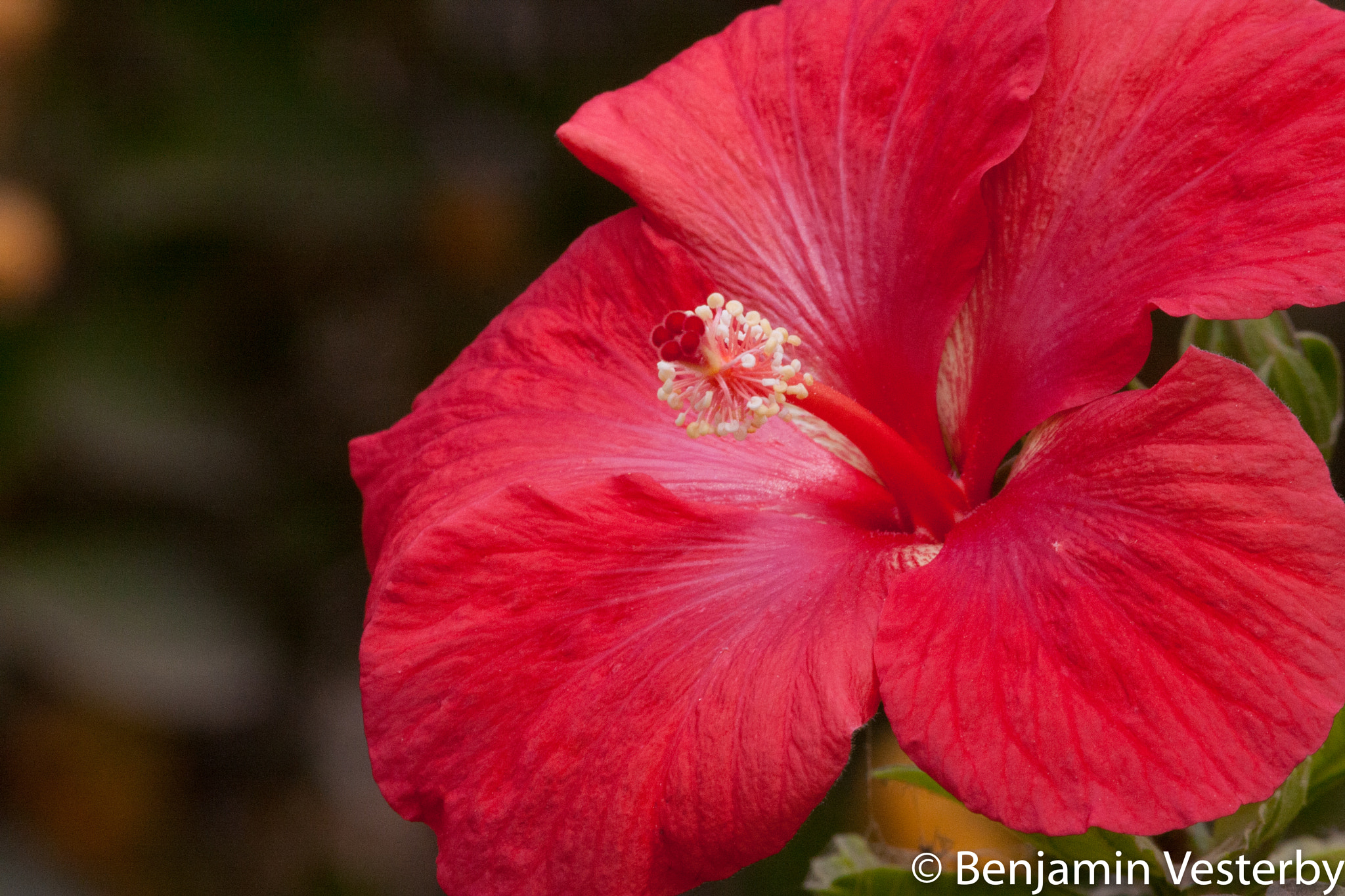 Canon EF 100-400mm F4.5-5.6L IS USM sample photo. Hibiscus photography