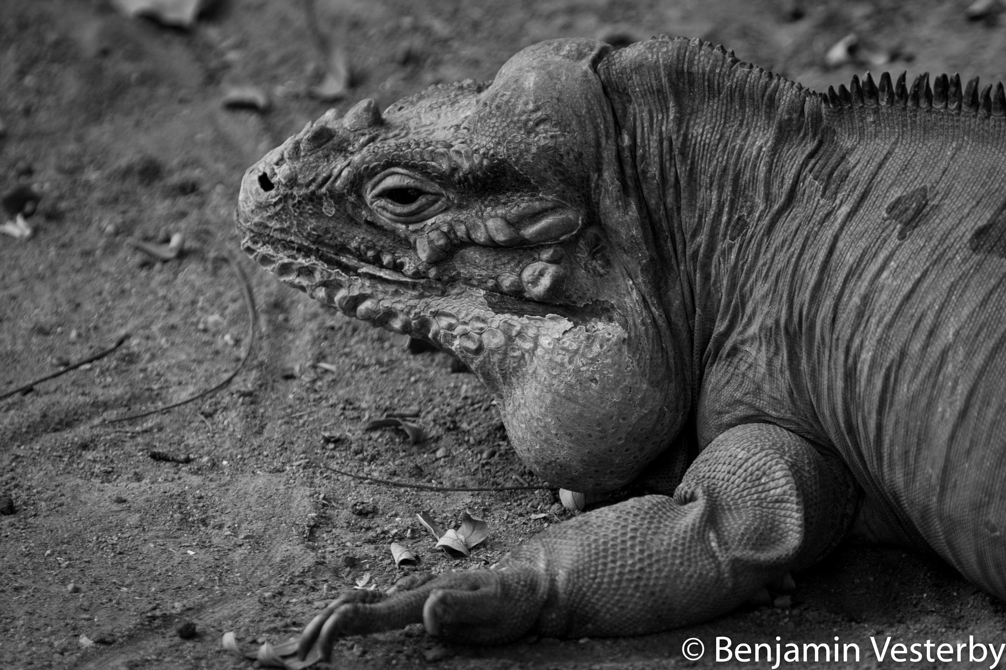 Canon EOS 40D + Canon EF 100-400mm F4.5-5.6L IS USM sample photo. Iguana photography