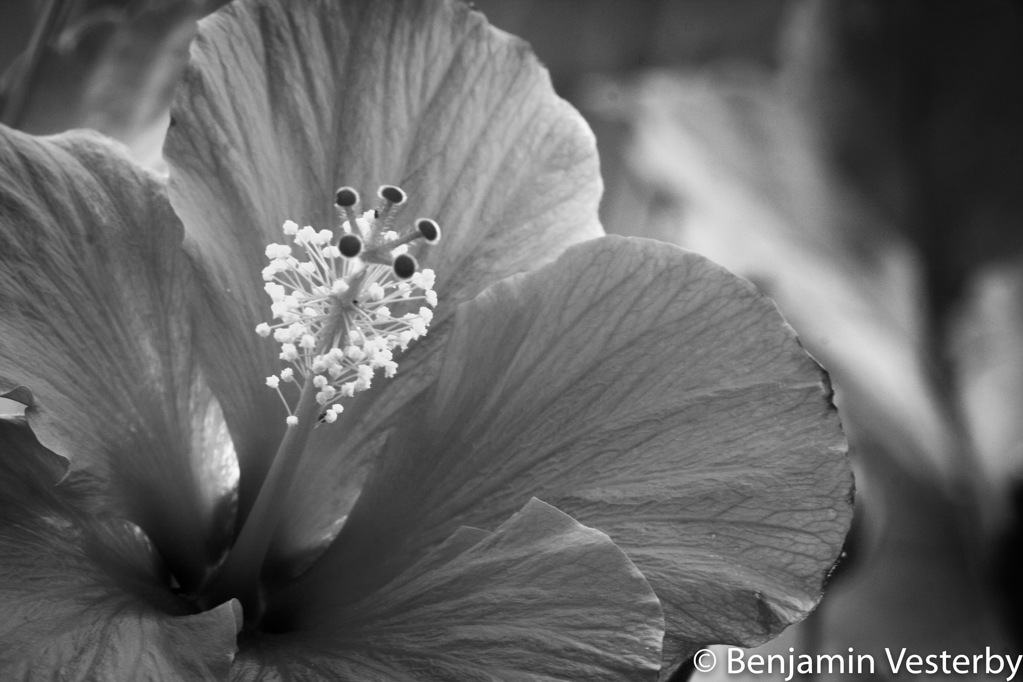 Canon EF 100-400mm F4.5-5.6L IS USM sample photo. Hibiscus 2 photography