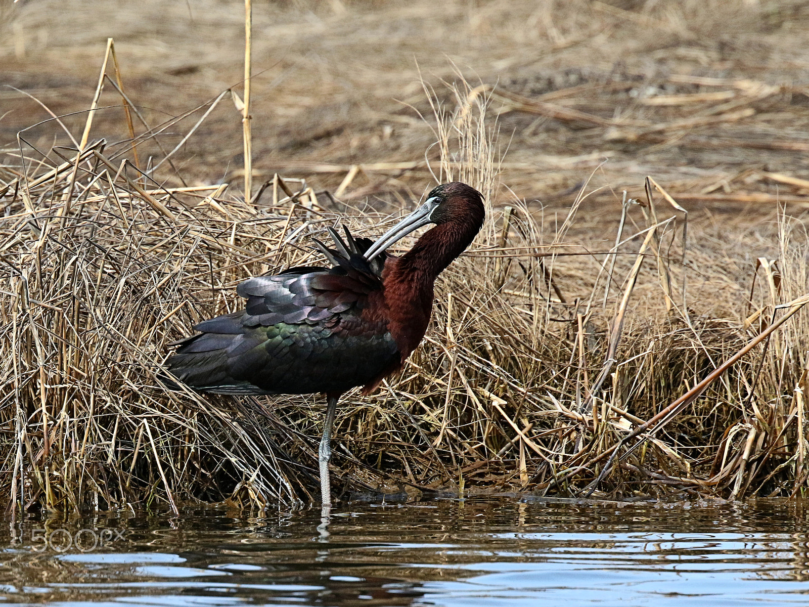 Canon EF 400mm F4 DO IS II USM sample photo. Glossy ibis preening ii photography