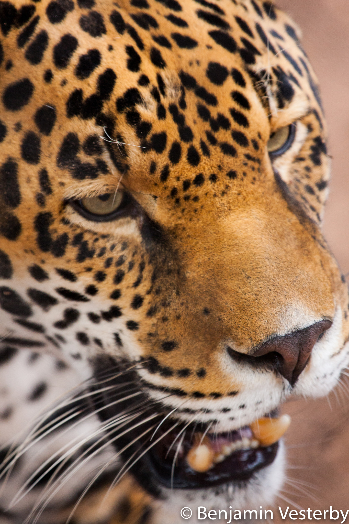 Canon EF 100-400mm F4.5-5.6L IS USM sample photo. Jaguar 2 photography