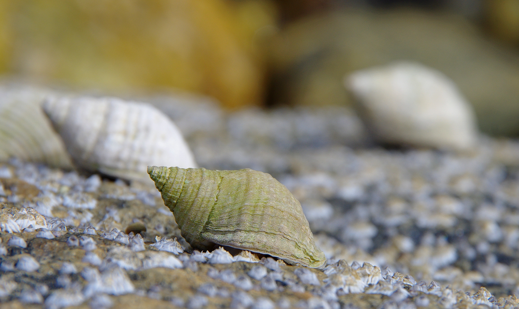 Pentax K-5 II sample photo. Ssl25911.jpg photography