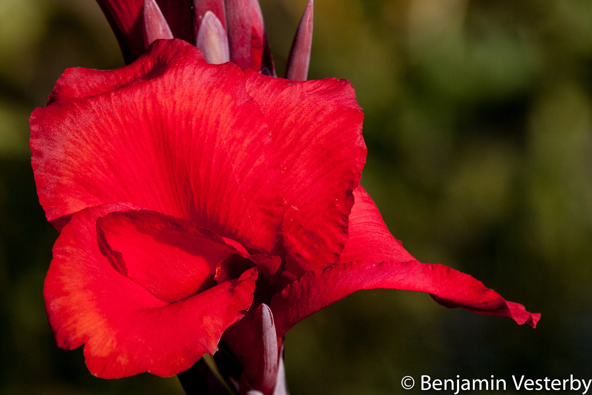 Canon EF 100-400mm F4.5-5.6L IS USM sample photo. Red photography