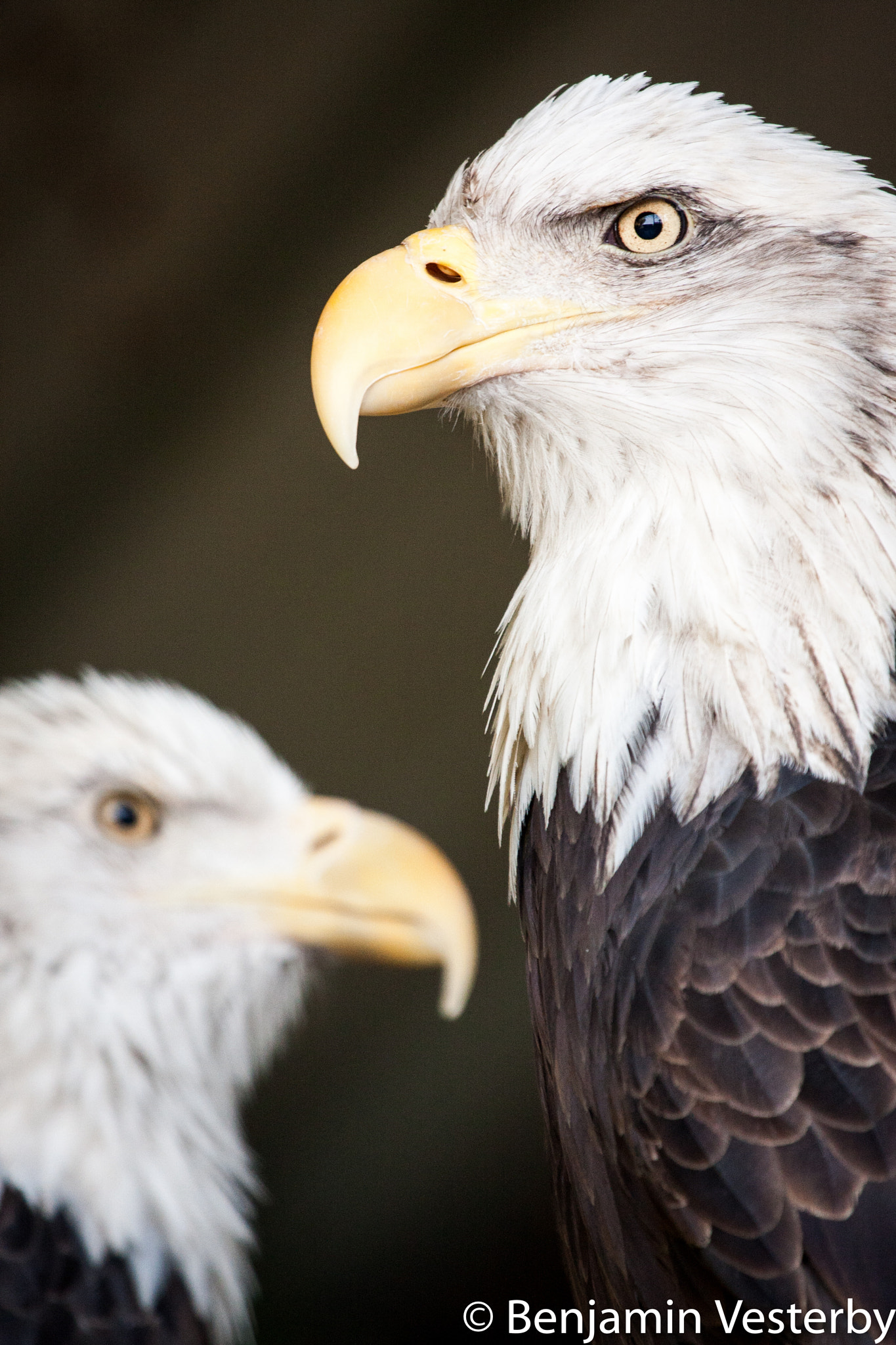 Canon EF 100-400mm F4.5-5.6L IS USM sample photo. Two is better than one photography