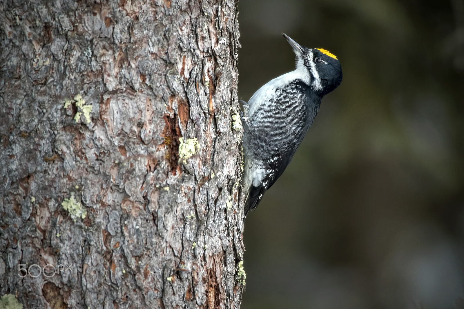 Canon EF 600mm f/4L IS sample photo. Blackjack photography