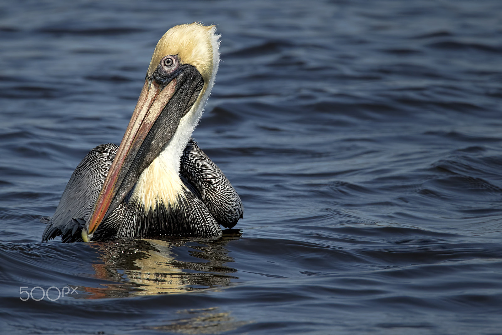 Canon EOS 7D Mark II + Canon EF 600mm F4L IS USM sample photo. Bashful photography