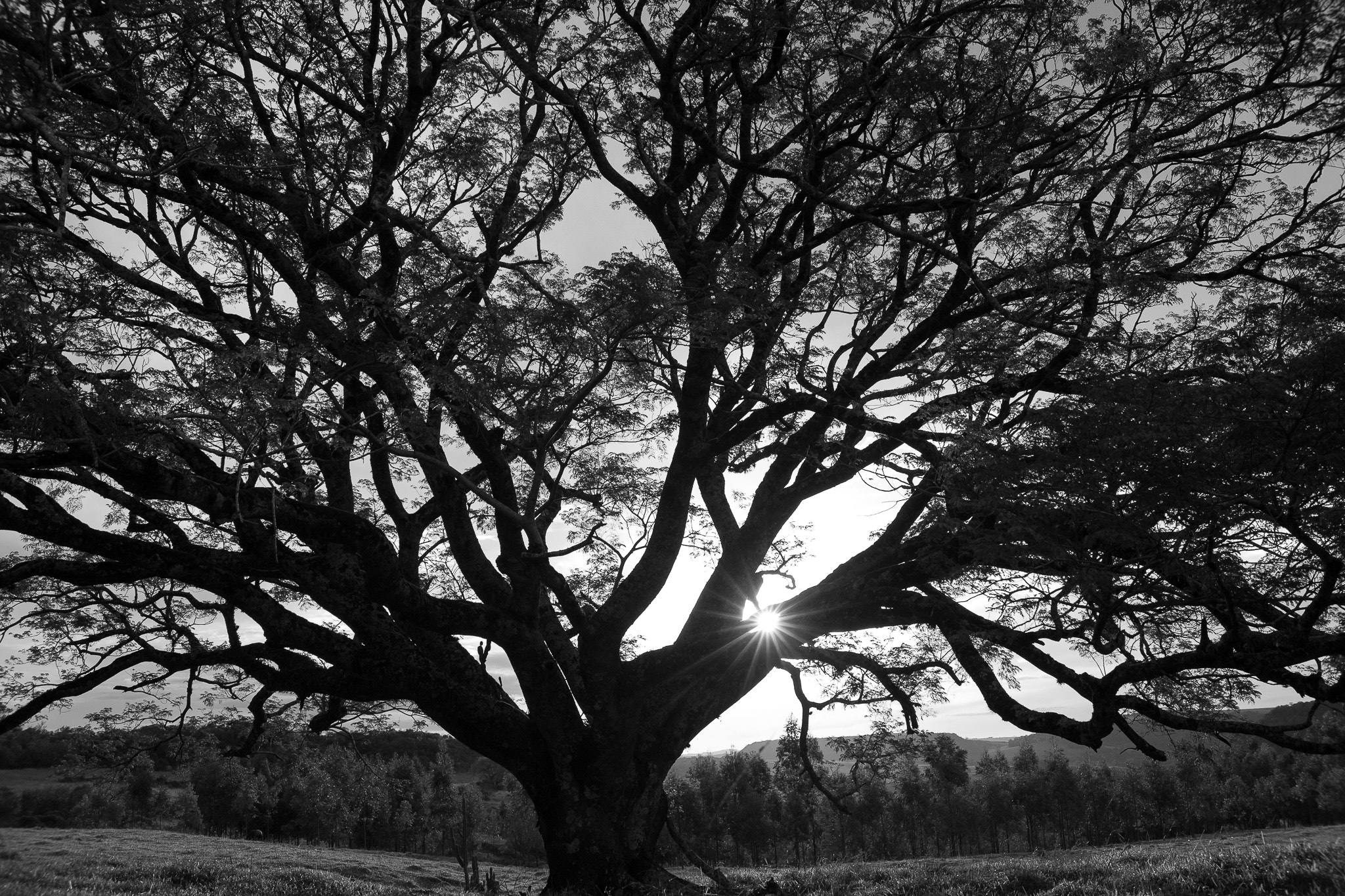 Sigma 30mm F1.4 EX DC HSM sample photo. 80 years old - da série black and white photography