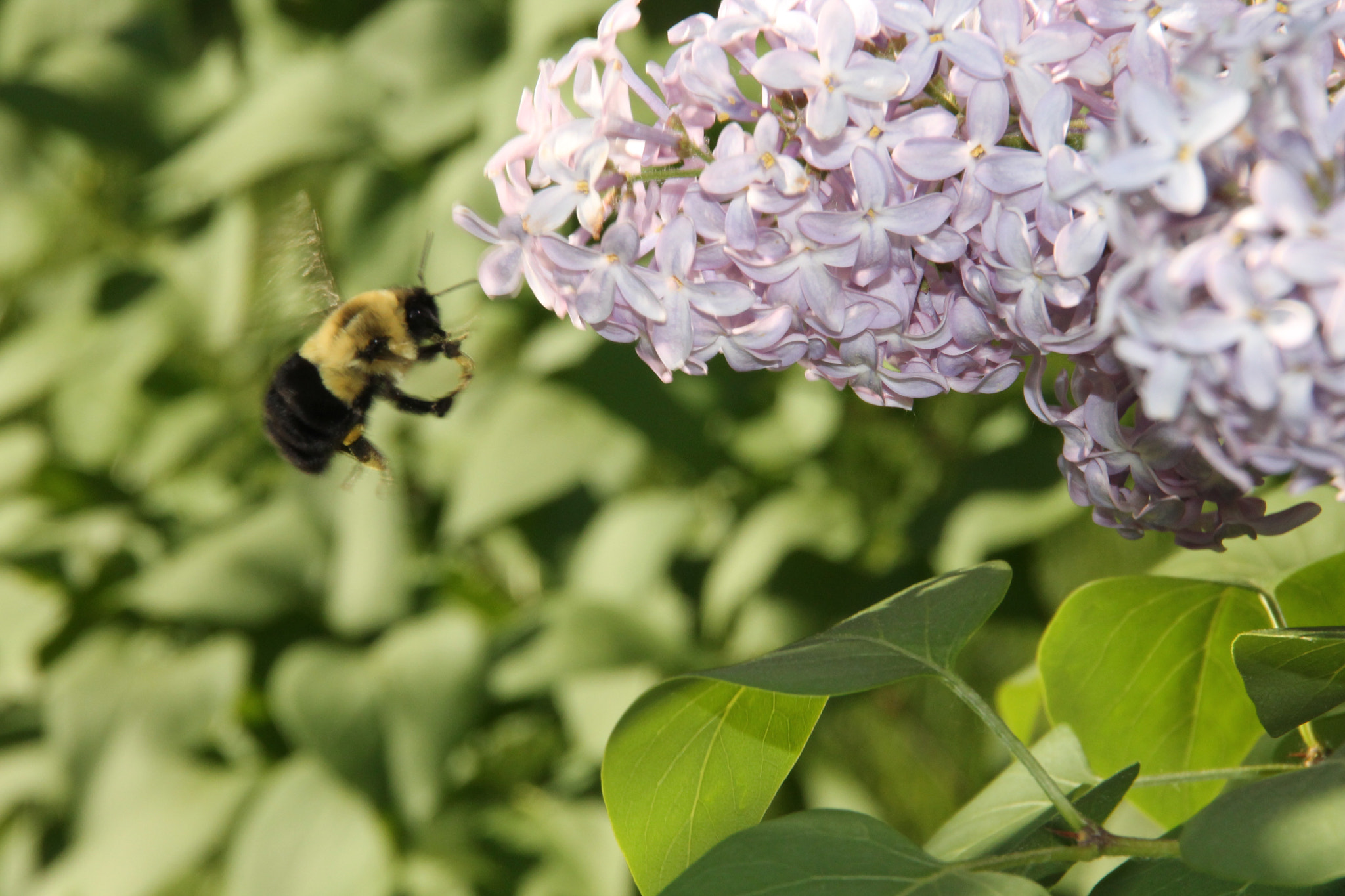 Canon EOS 1100D (EOS Rebel T3 / EOS Kiss X50) sample photo. Bumble bumble photography
