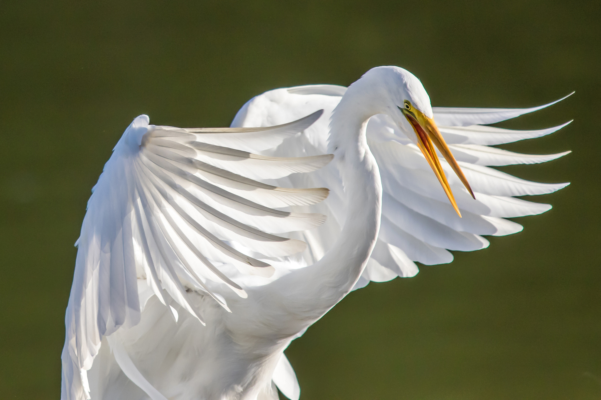 Canon EF 300mm f/2.8L + 1.4x sample photo. Majestic photography