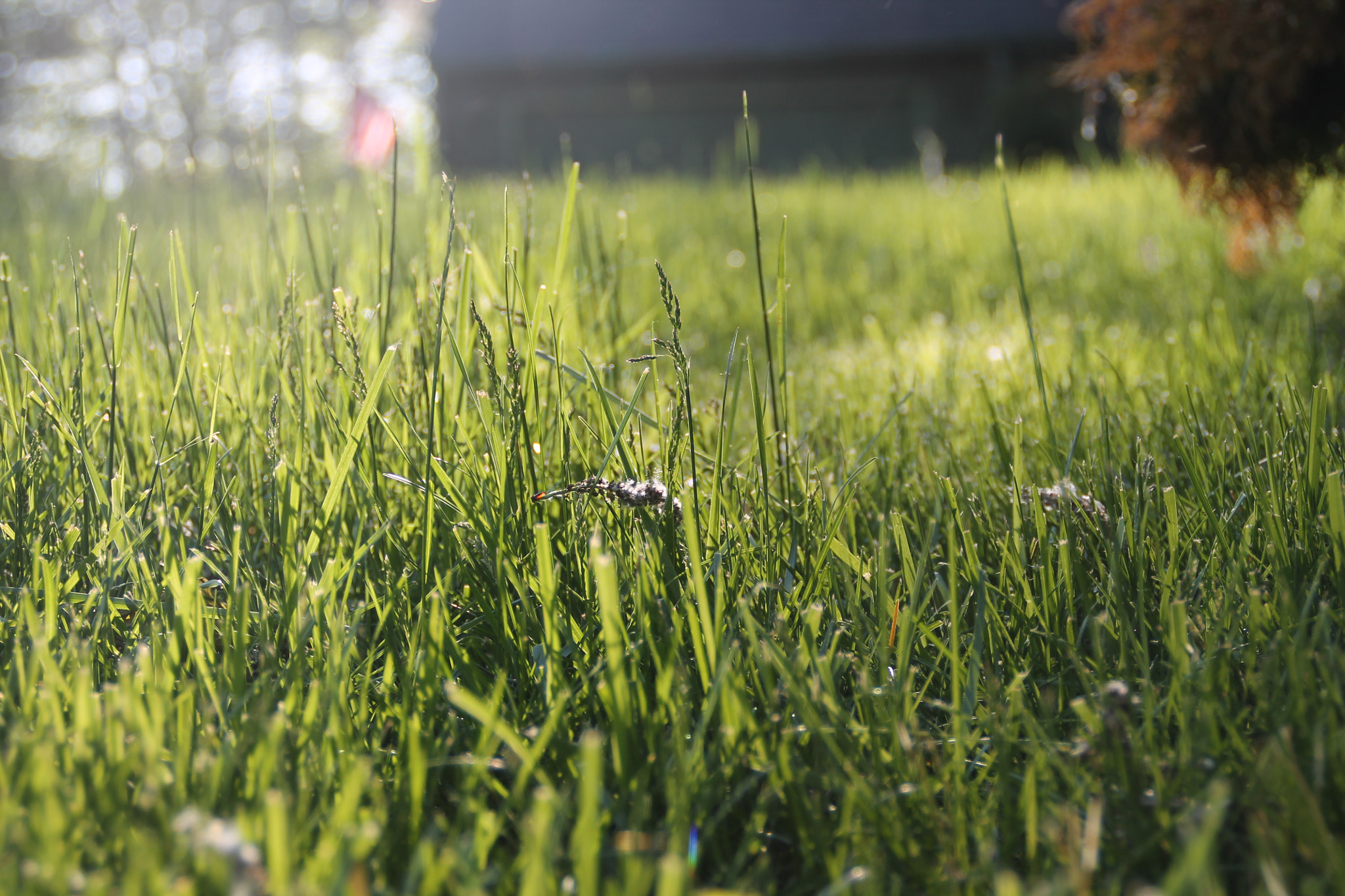 Canon EOS 1100D (EOS Rebel T3 / EOS Kiss X50) sample photo. Grassy sun photography
