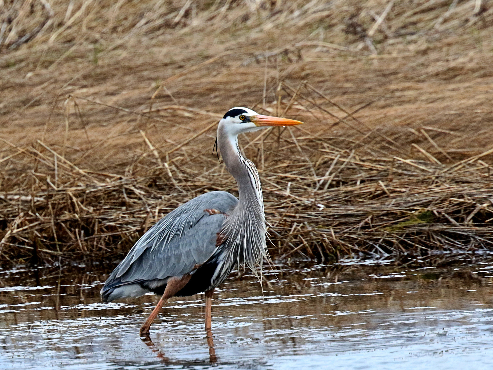 Canon EF 400mm F4 DO IS II USM sample photo. Wading great blue heron photography