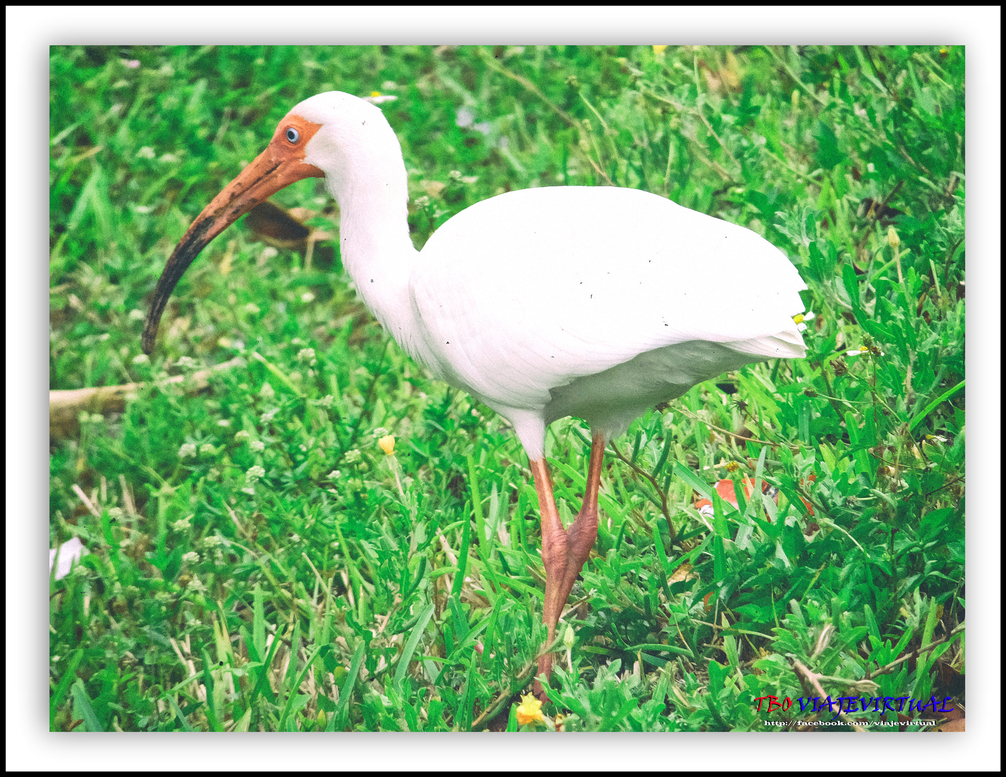 Fujifilm FinePix F850EXR sample photo. White ibis. eudocimus albus. photography