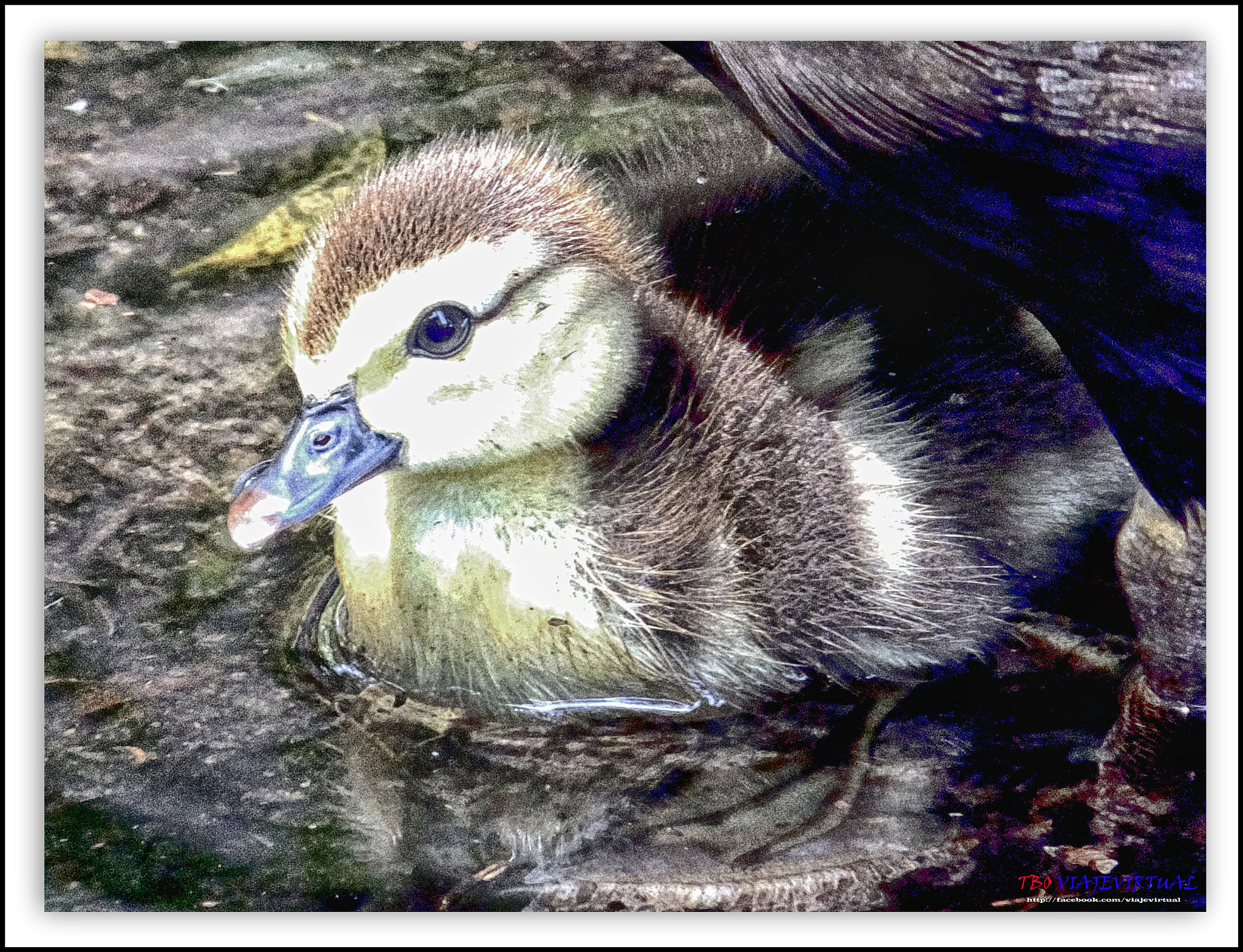 Fujifilm FinePix F850EXR sample photo. Muscovy, cairina moschata. photography