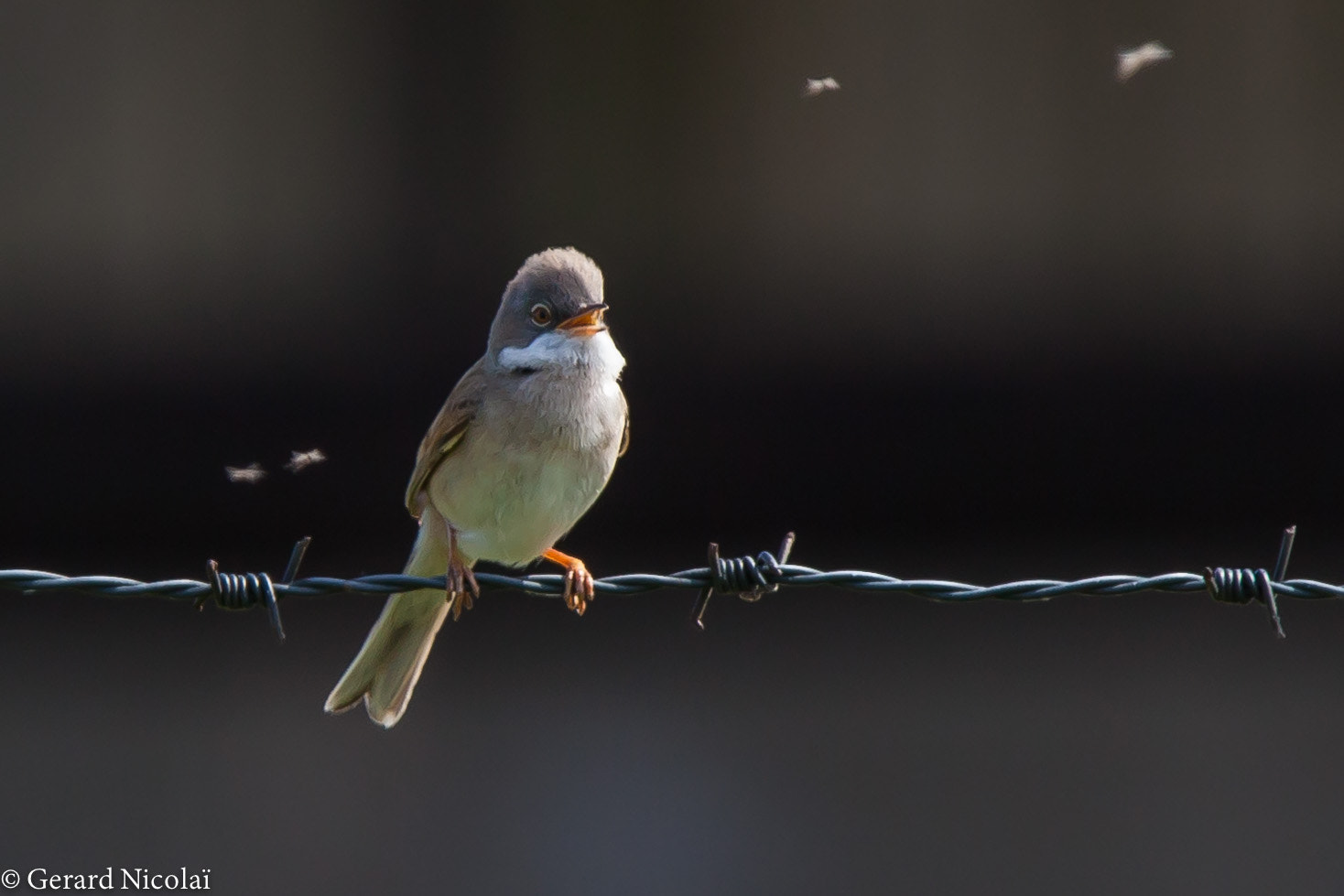 Canon EOS 5D Mark II sample photo. Common whitethroat photography