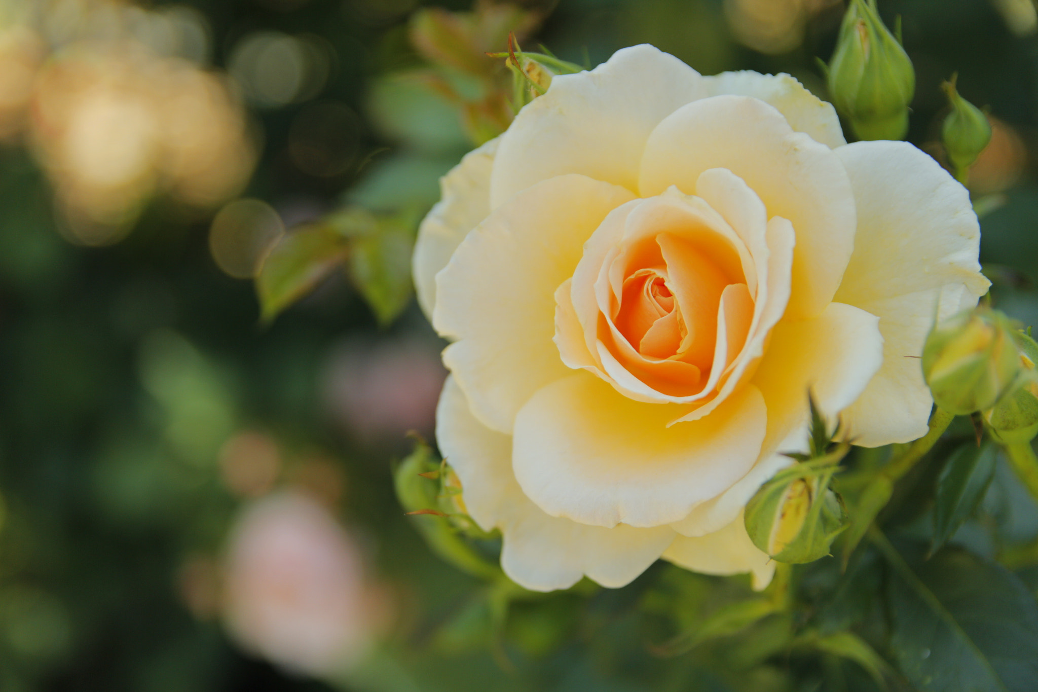 Canon EOS 600D (Rebel EOS T3i / EOS Kiss X5) sample photo. #rose photography