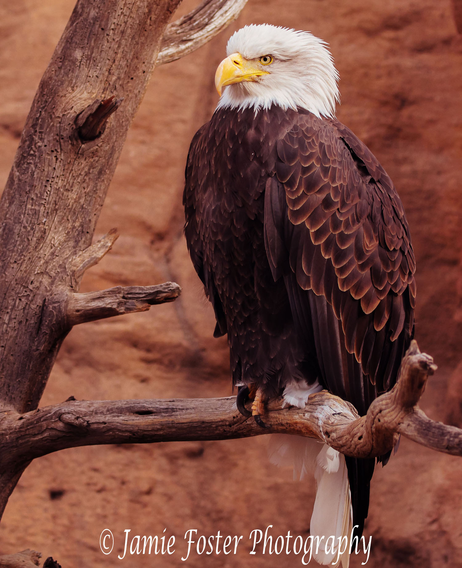 Canon EF 100-400mm F4.5-5.6L IS II USM sample photo. A look of determination photography