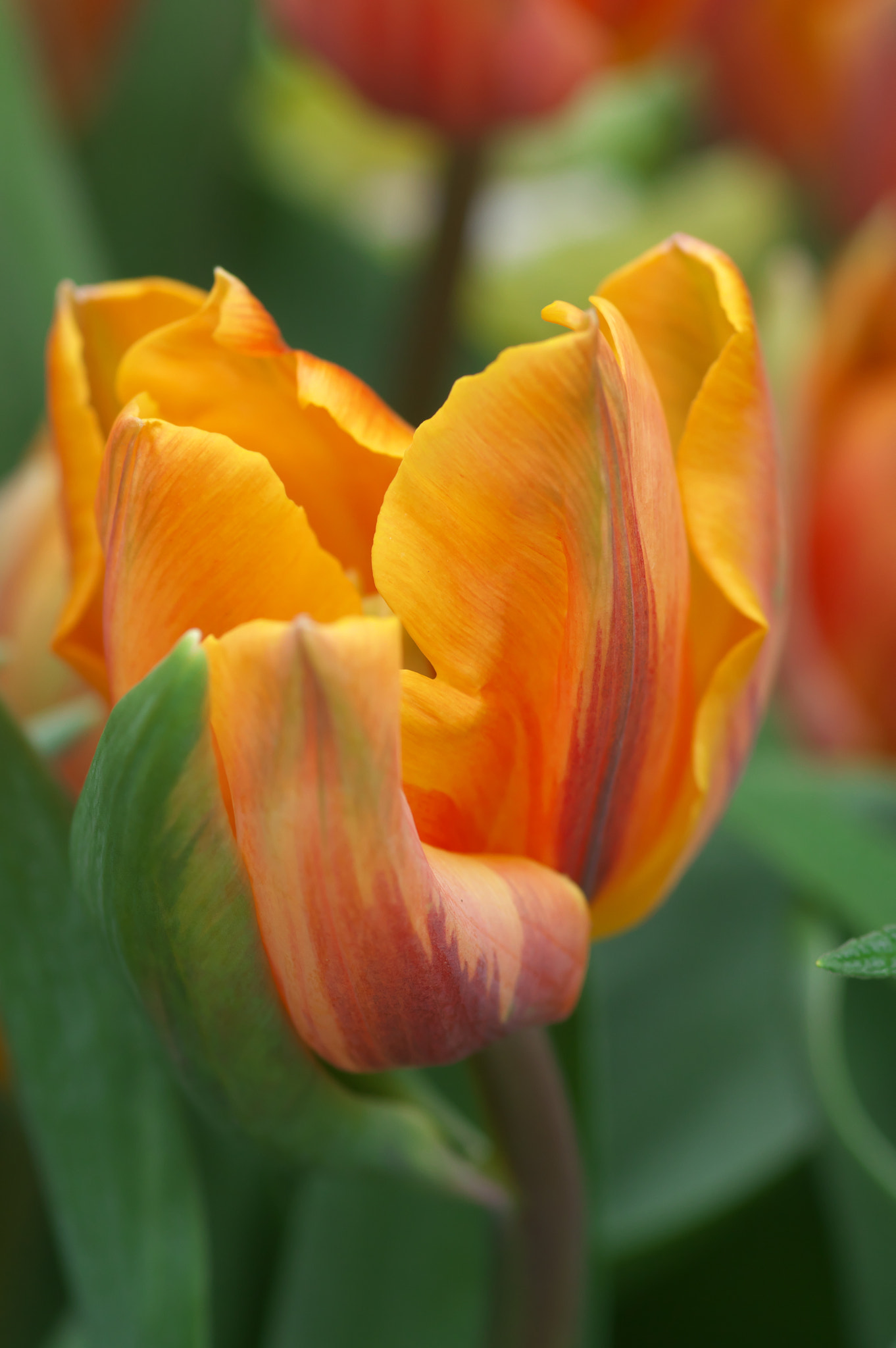 Pentax smc D-FA 100mm F2.8 Macro WR sample photo. Sunny photography
