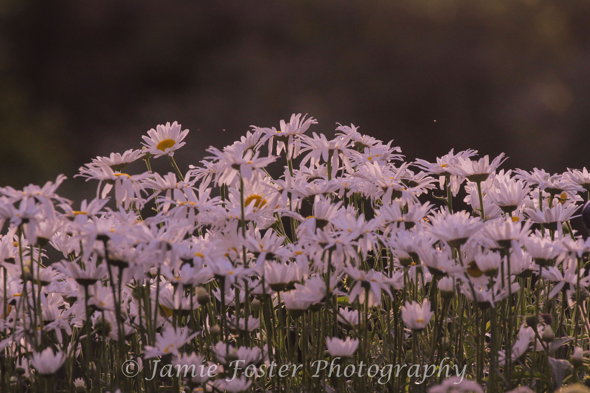 Canon EOS 7D sample photo. Daisys photography