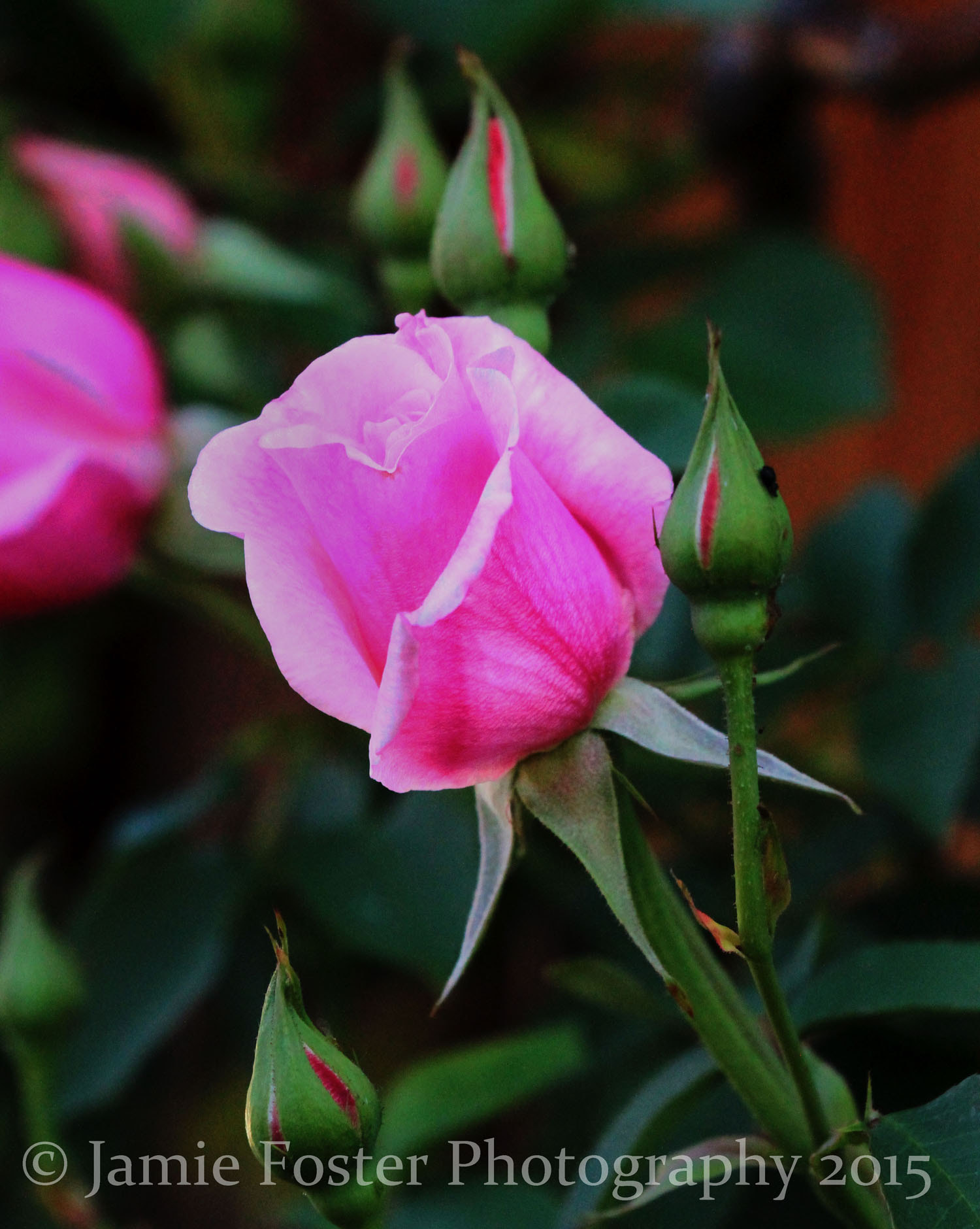 Canon EF 100-400mm F4.5-5.6L IS II USM sample photo. Pink rose photography