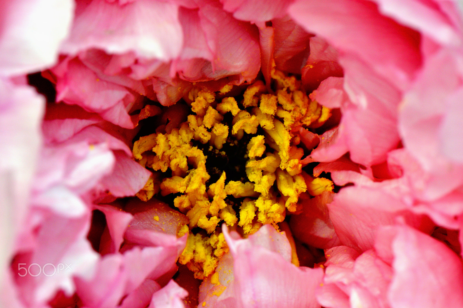 Nikon AF-S Micro-Nikkor 105mm F2.8G IF-ED VR sample photo. Peony flower 牡丹花 photography
