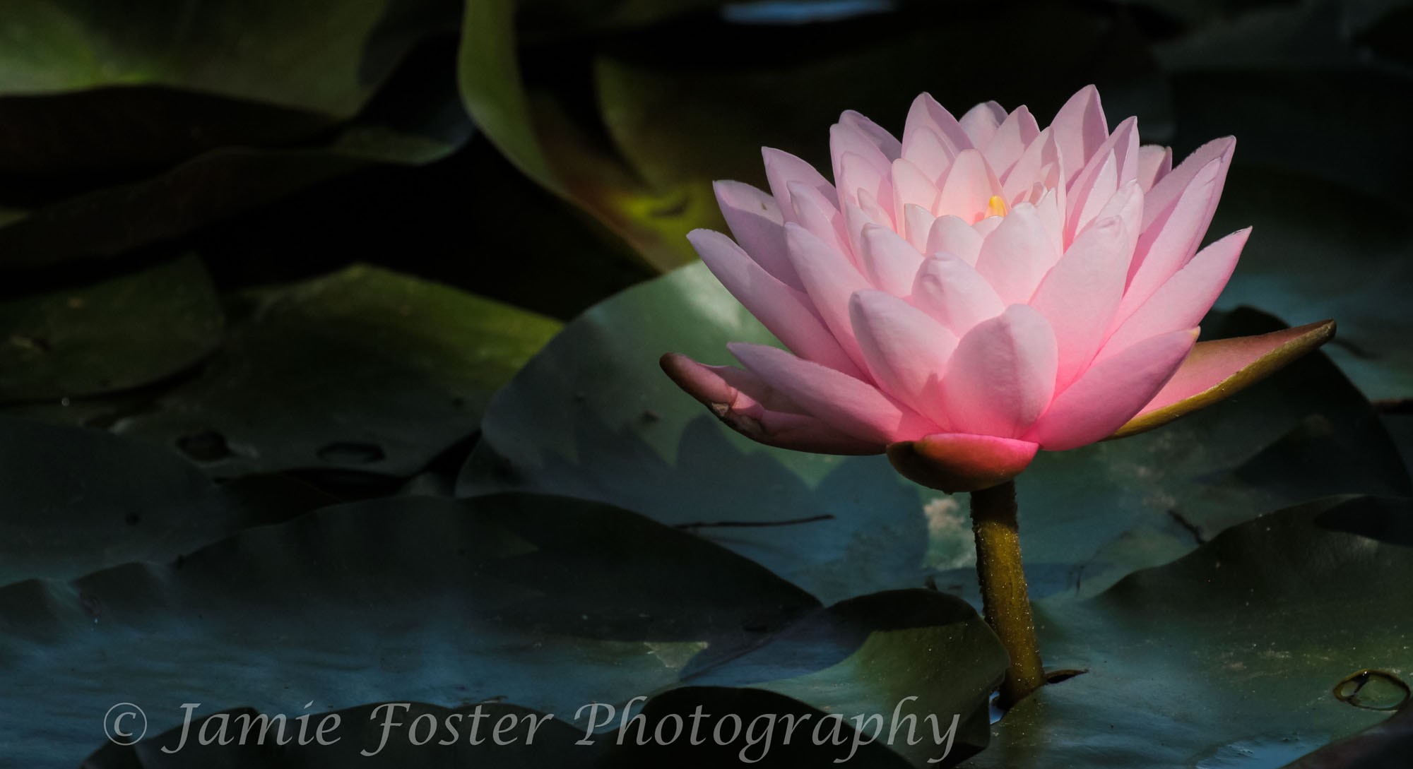 Canon EF 100-400mm F4.5-5.6L IS II USM sample photo. Lily photography