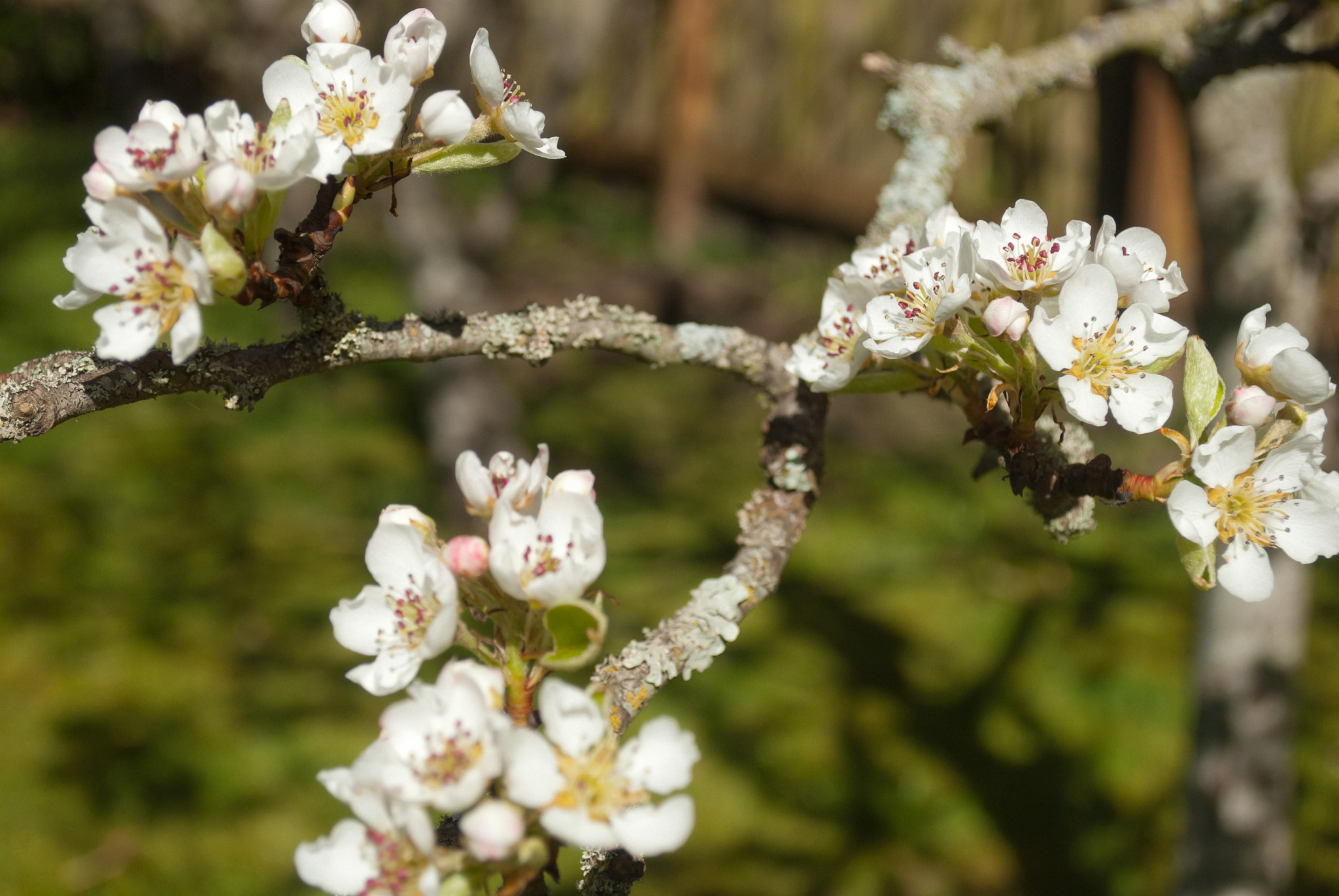 Nikon D40X sample photo. Pear blossoms and branches photography