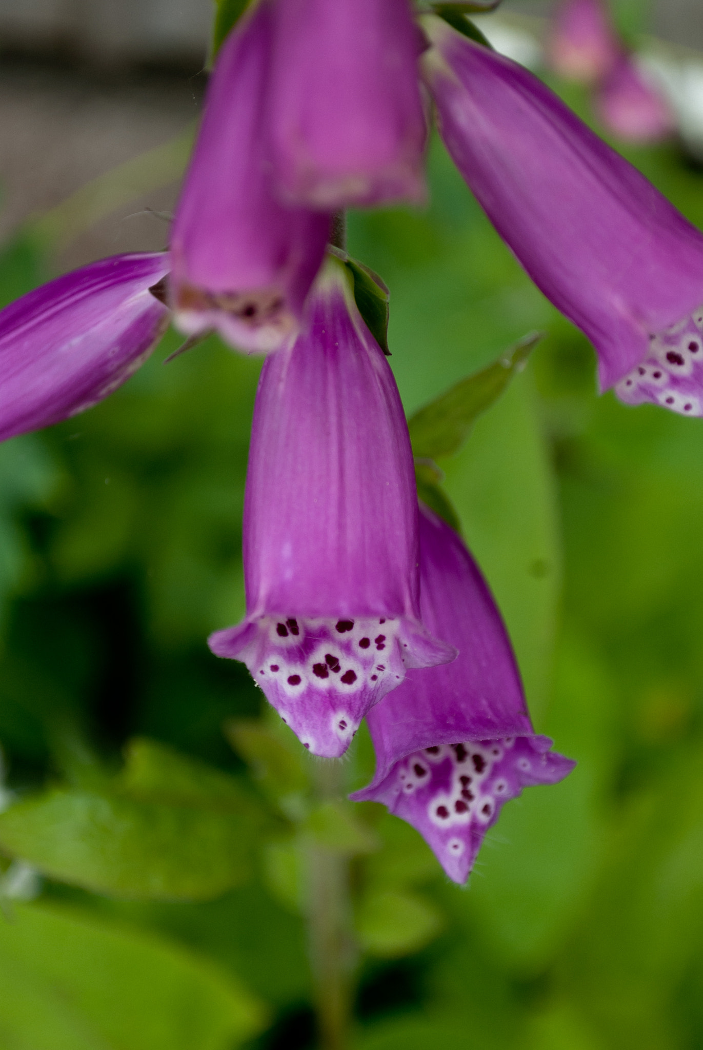 Nikon D40X sample photo. Purple foxgloves photography