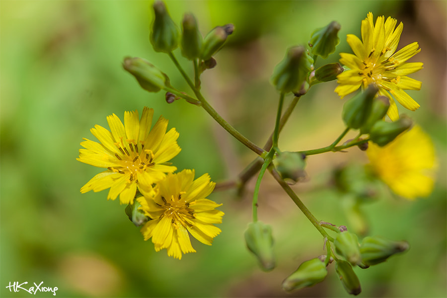Canon EF-S 60mm F2.8 Macro USM sample photo. Youngia japonica photography