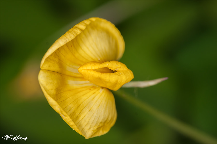 Canon EF-S 60mm F2.8 Macro USM sample photo. Arachis duranensis photography