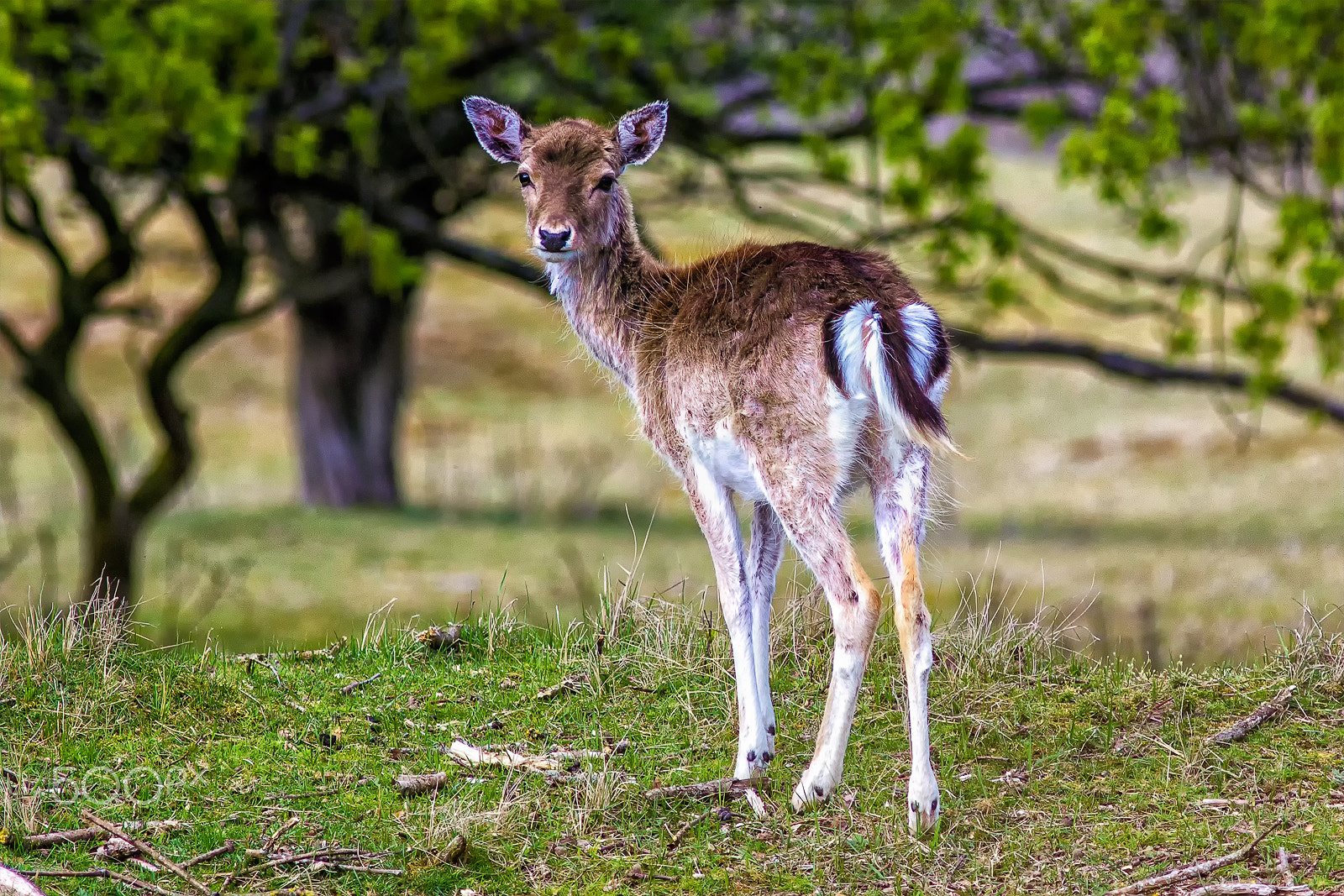 Canon EF 300mm F4L IS USM sample photo. Fallow deer photography