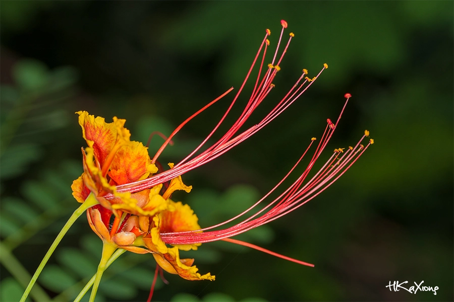 Canon EF-S 60mm F2.8 Macro USM sample photo. Caesalpinia pulcherrima photography