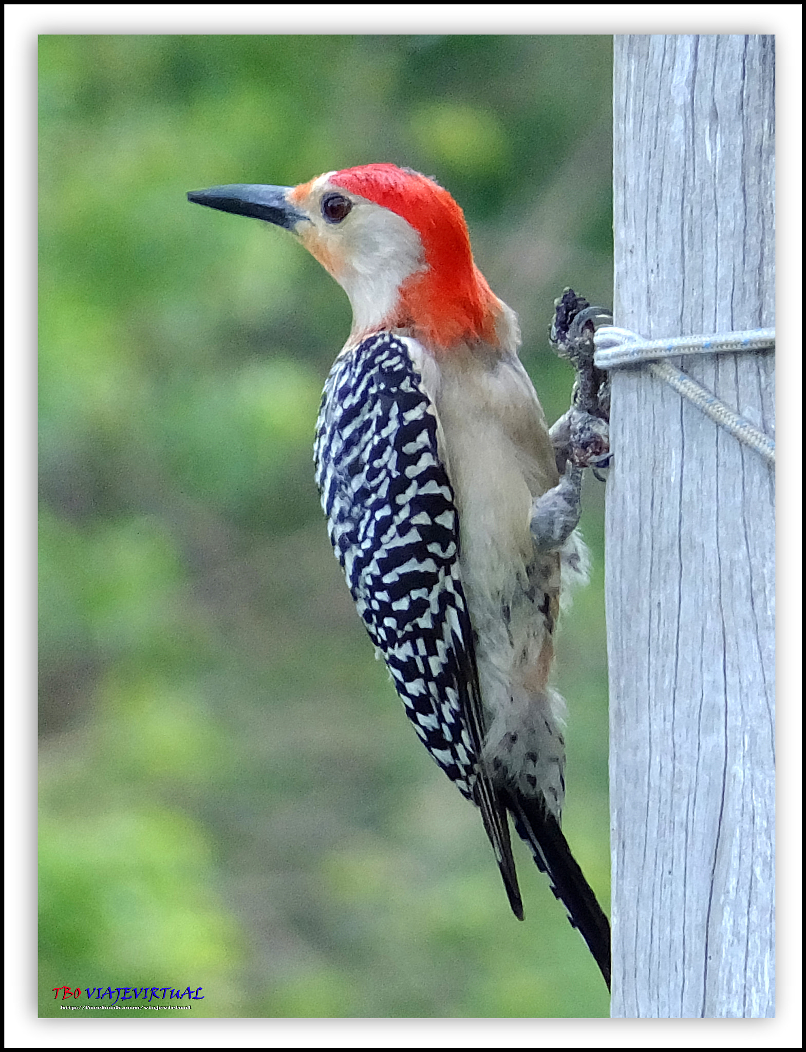 Fujifilm FinePix F850EXR sample photo. Red-bellied woodpecker. photography