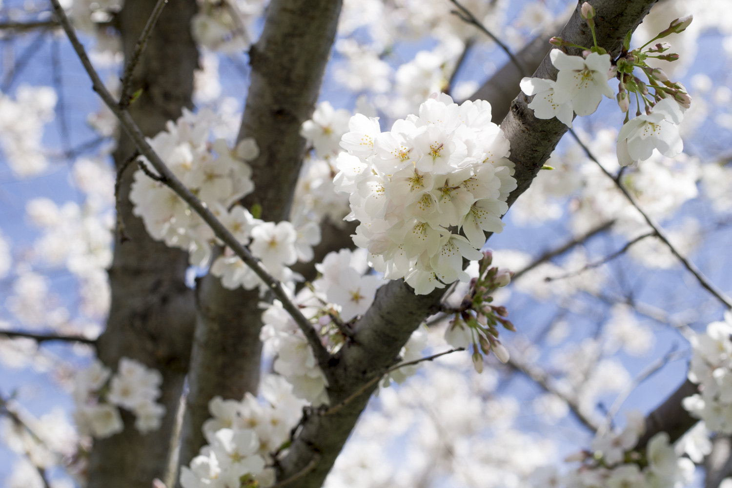 Sony a6000 + Canon EF 50mm F2.5 Macro sample photo. The daily percyscope 039 photography