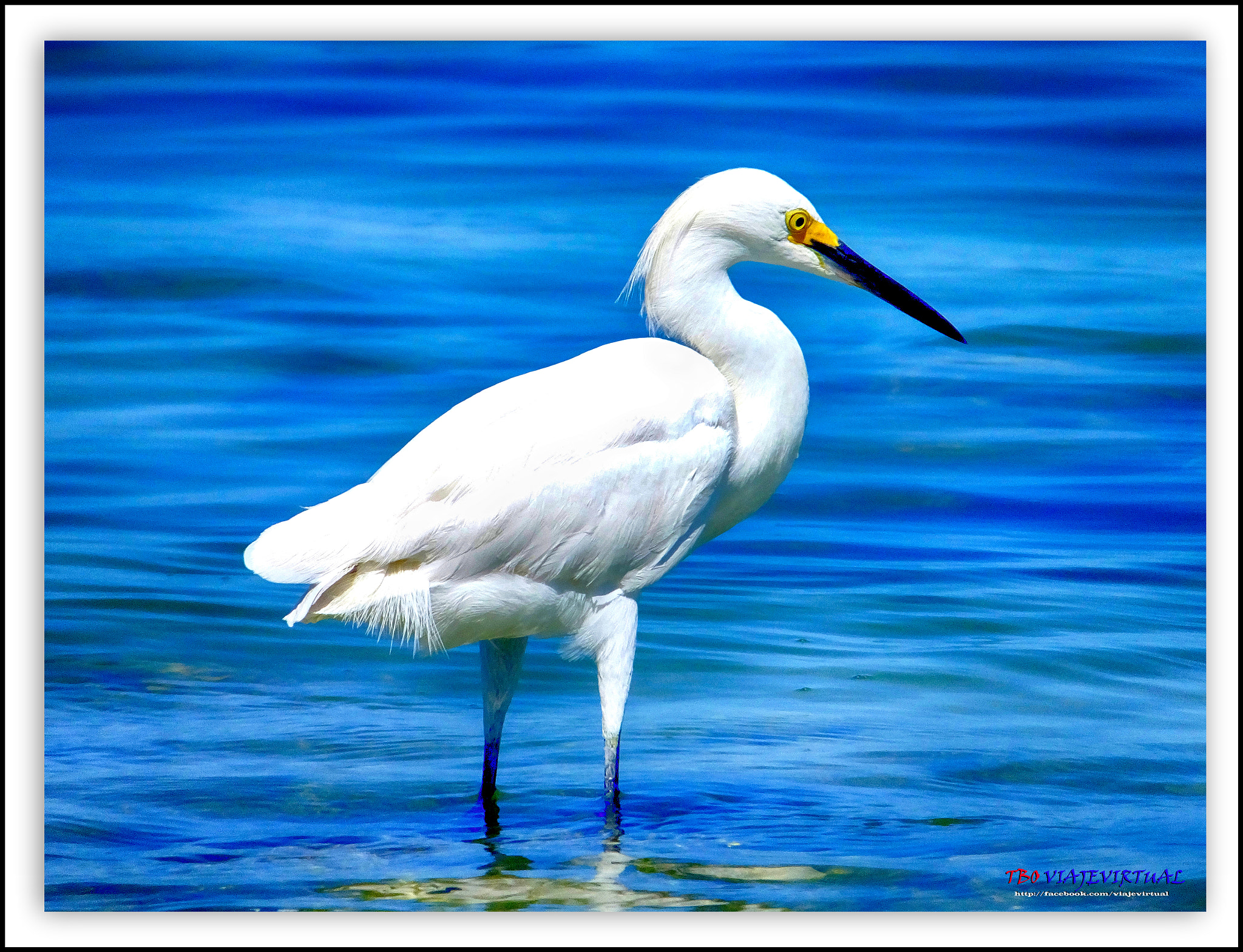 Fujifilm FinePix F850EXR sample photo. Snowy egret, egretta thula. photography