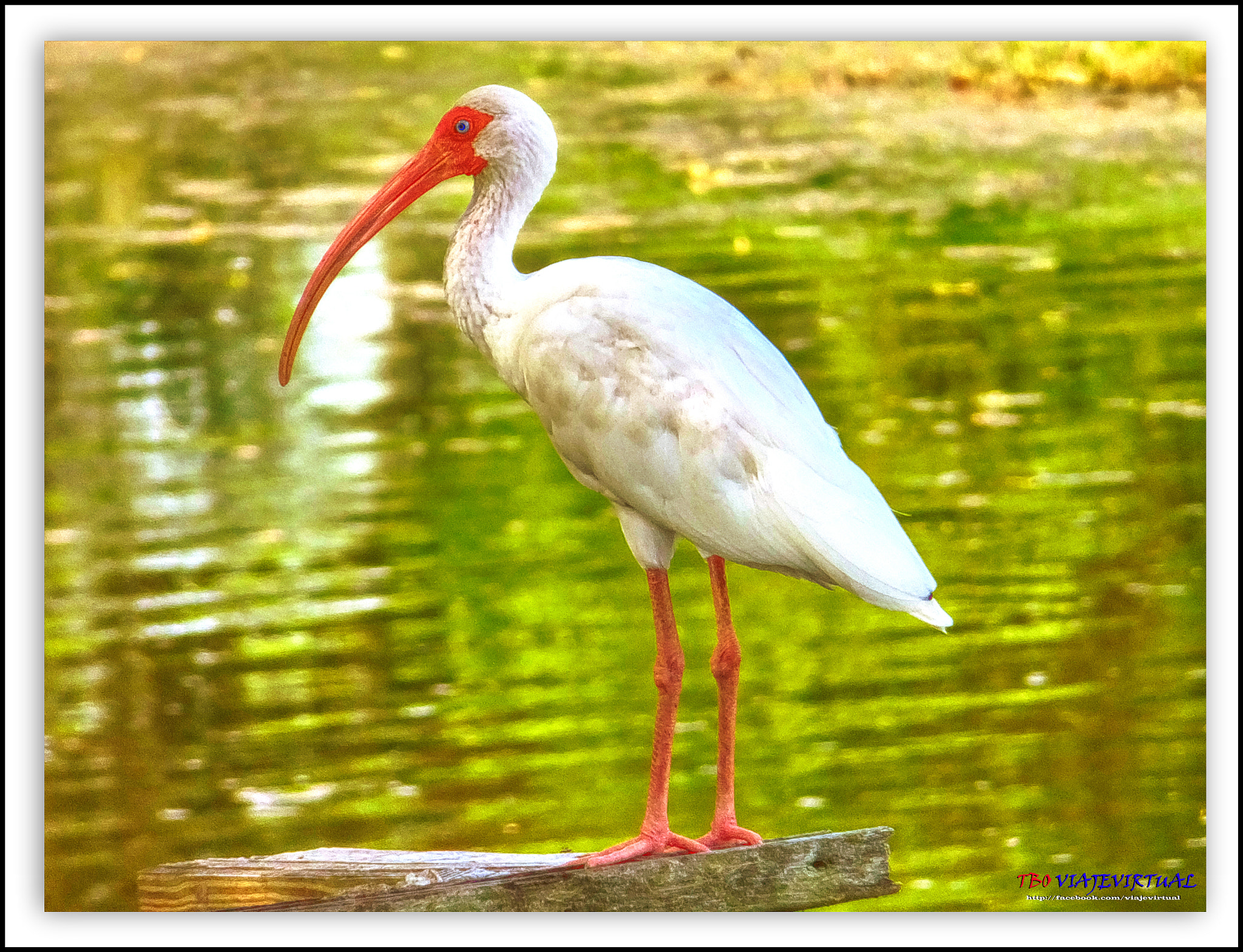 Fujifilm FinePix F850EXR sample photo. White ibis, eudocimus albus. photography