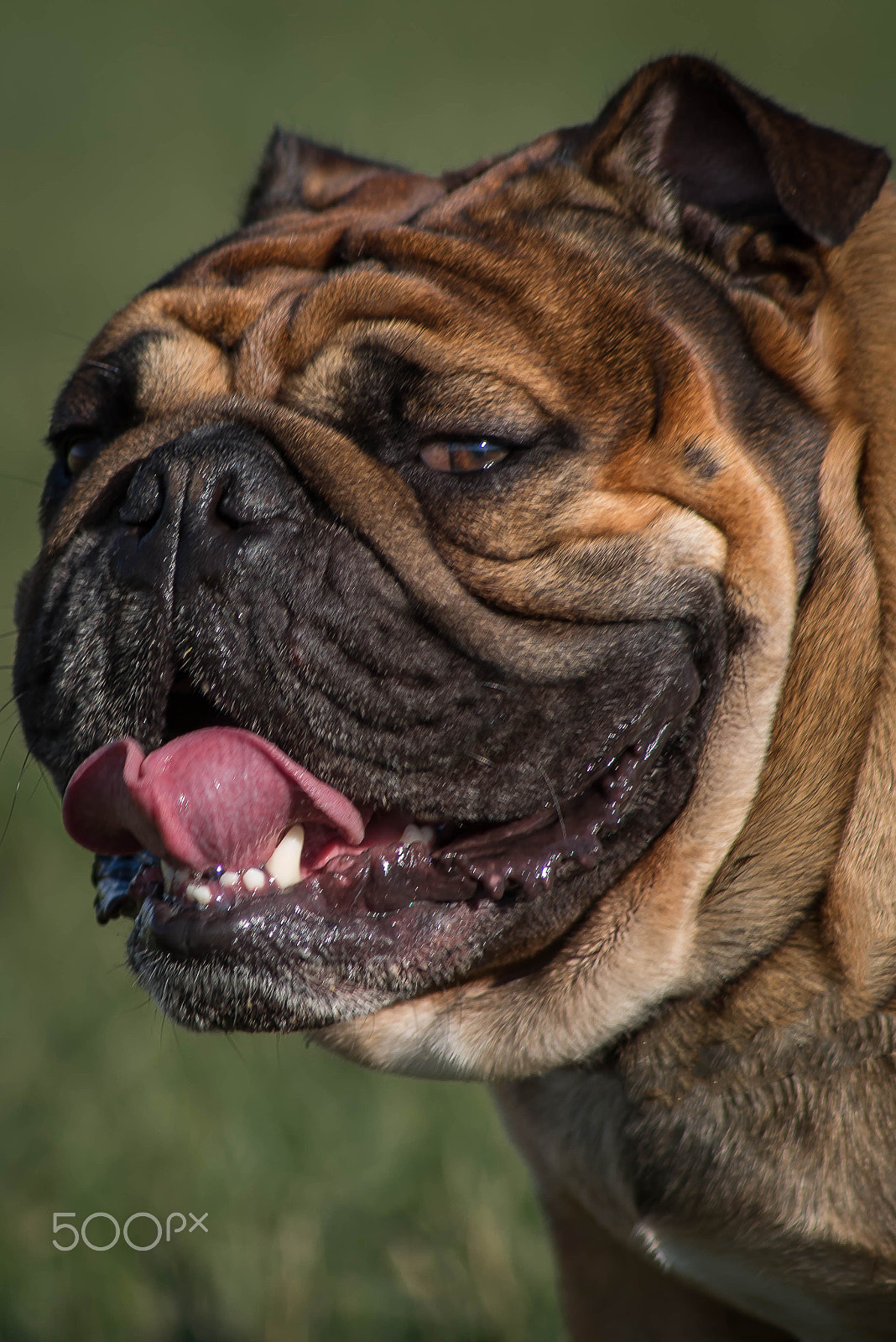 Tamron AF 70-300mm F4-5.6 Di LD Macro sample photo. Baxter photography