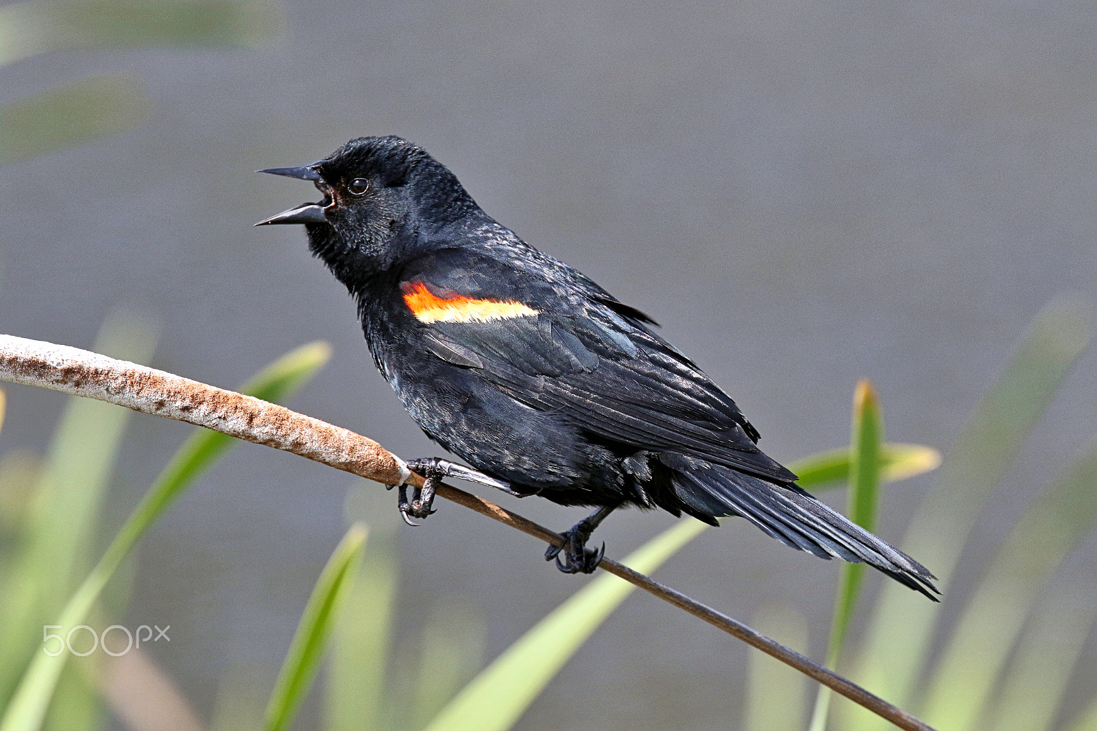 Canon EF 400mm F4 DO IS II USM sample photo. Blackbird serenade photography