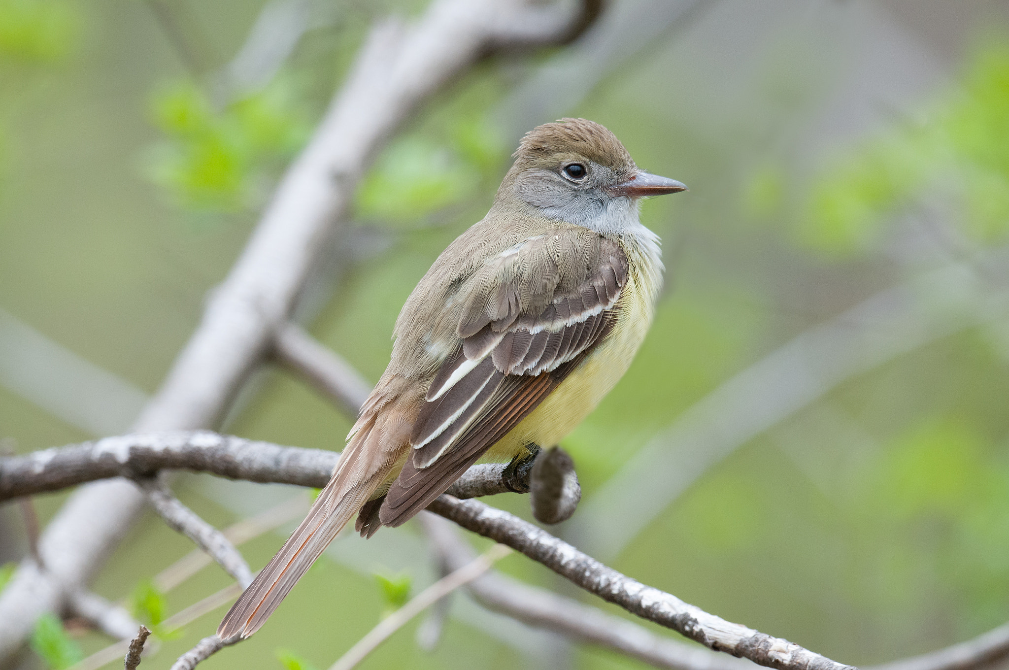 Nikon AF-S Nikkor 800mm F5.6E FL ED VR sample photo. Tyran huppe, myiarchus crinitus, great crested flycatcher photography